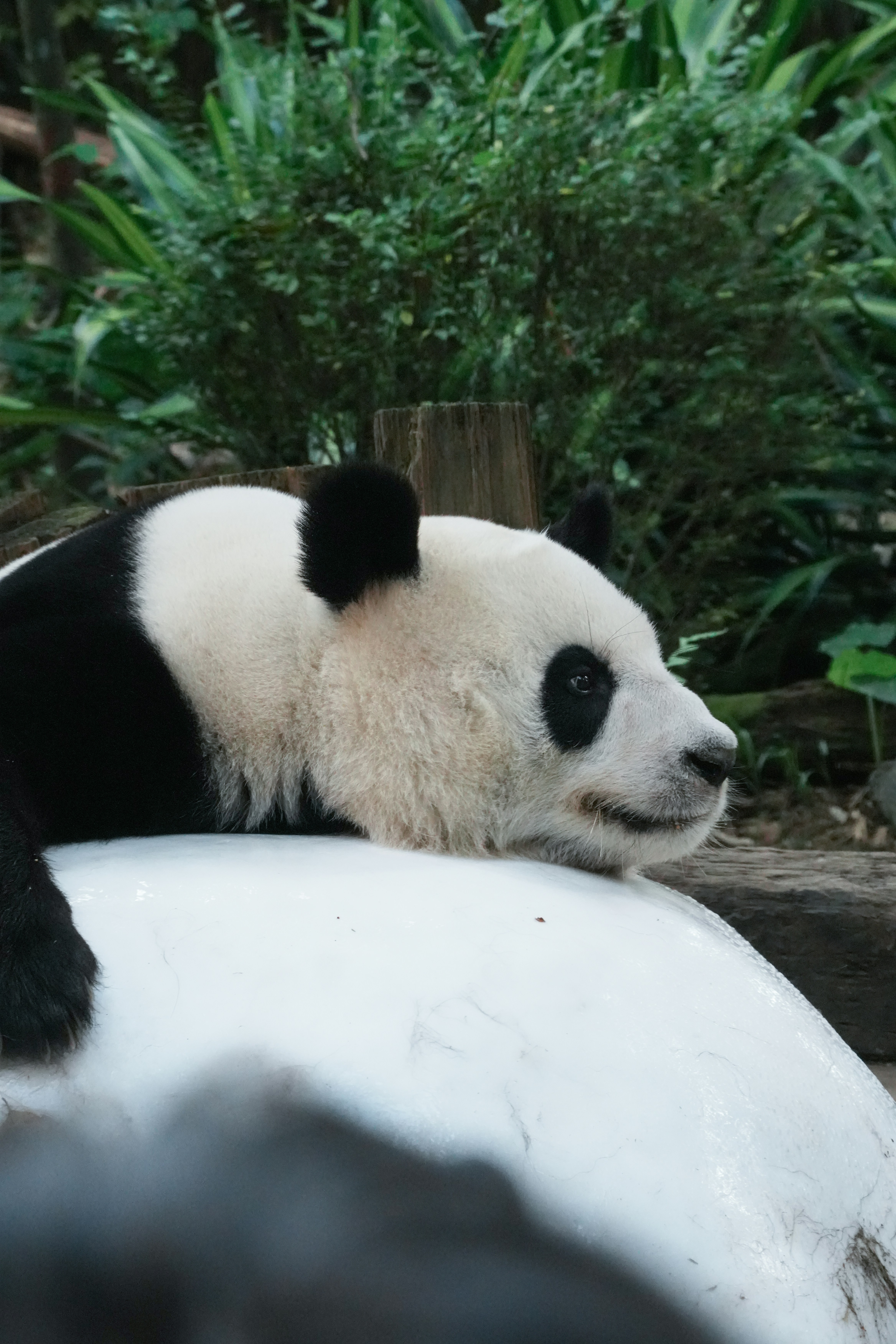 A giant panda resting its head on a smooth white surface in a garden