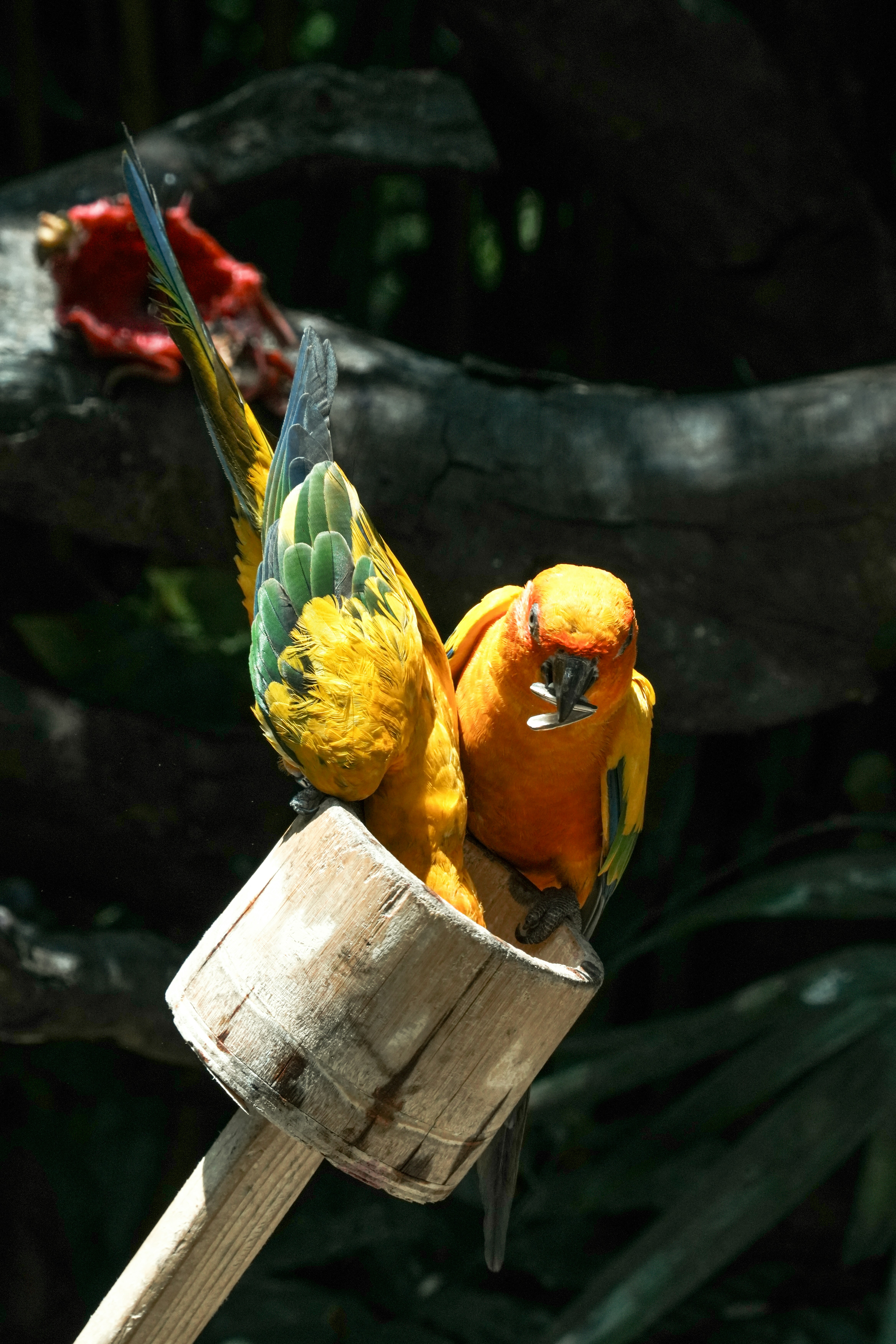 Two sun conures perched on a wooden feeder in a shaded outdoor setting