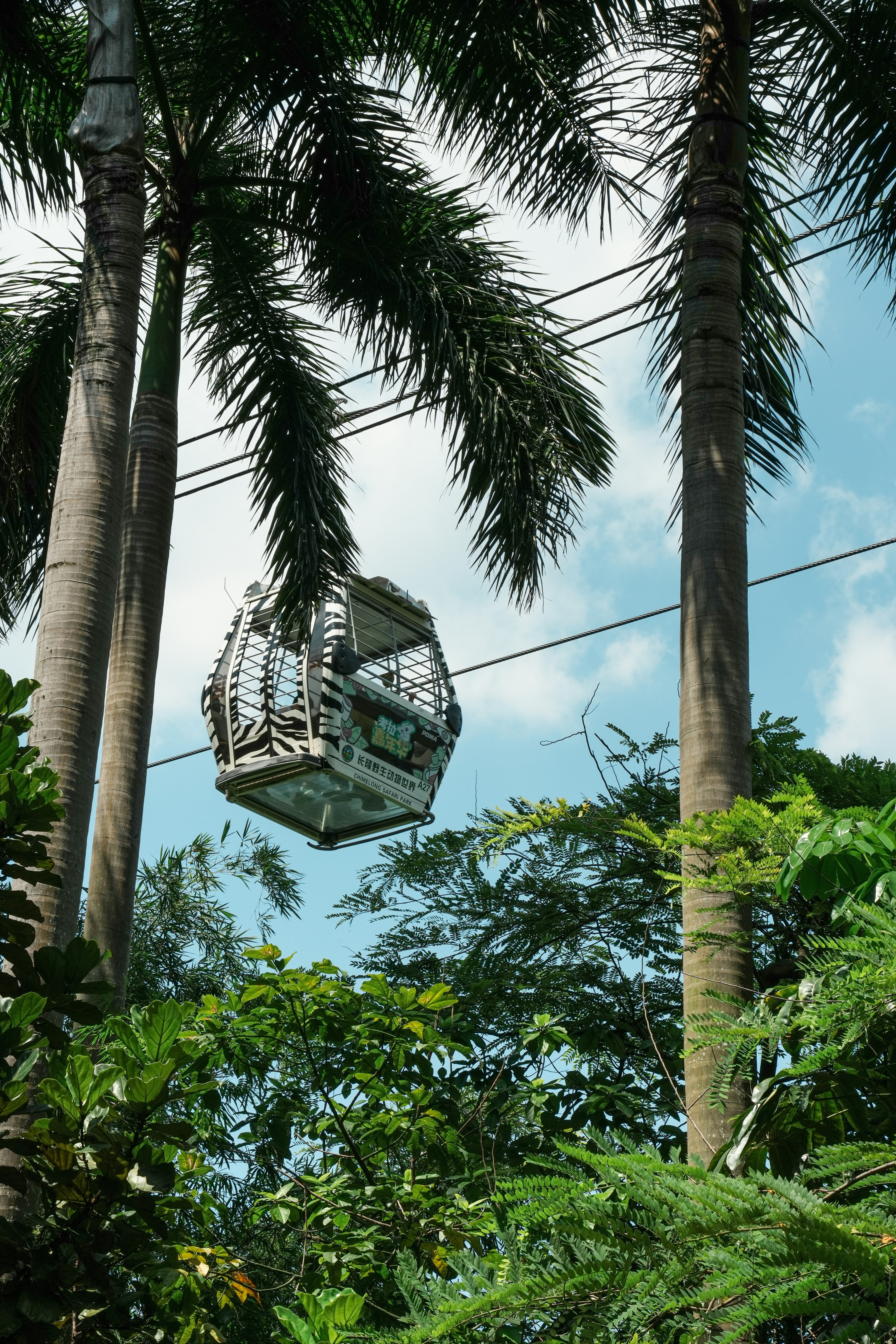 A zebra-striped cable car suspended between tall palm trees against a blue sky
