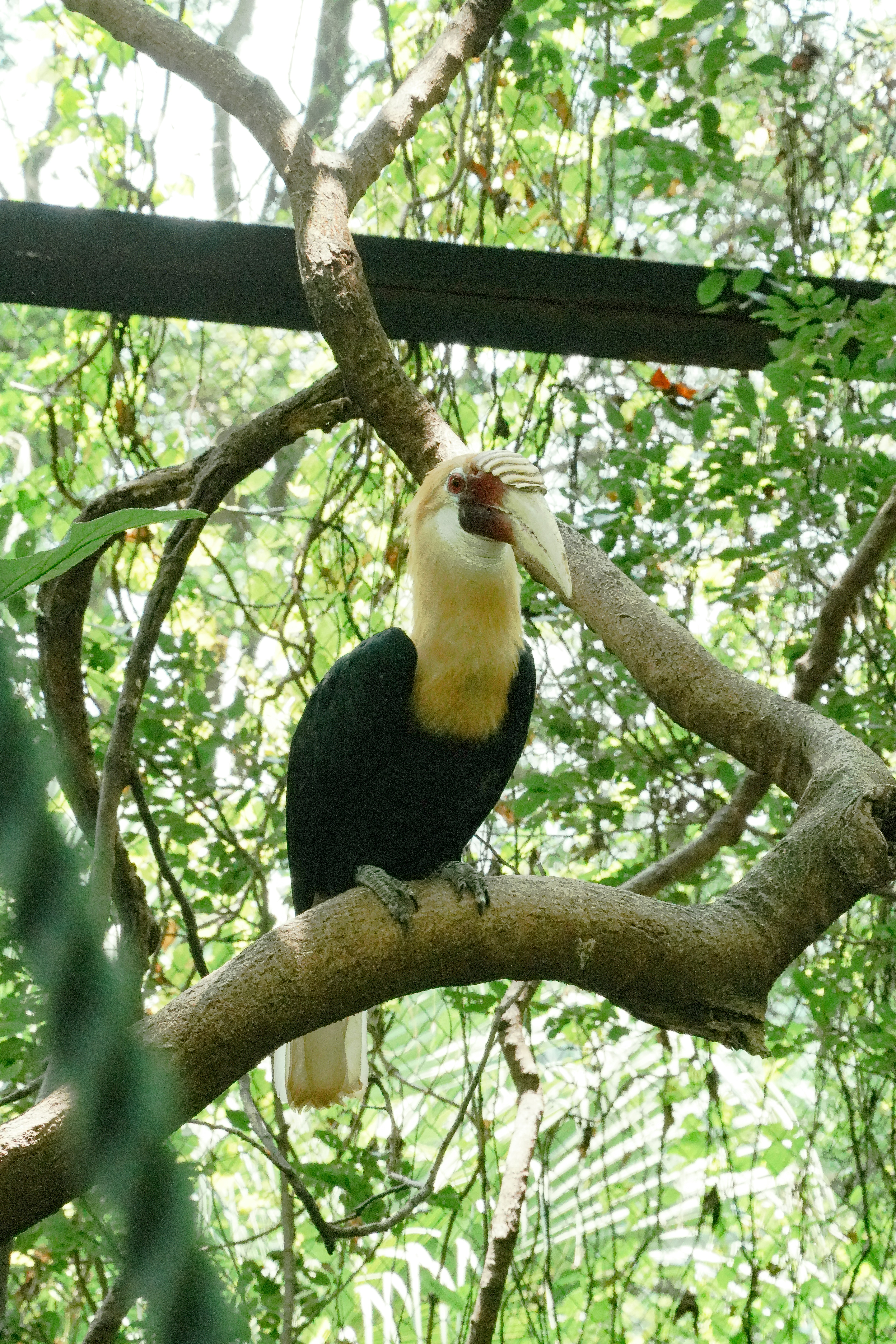 A wreathed hornbill with a pale head and dark body perched on a branch