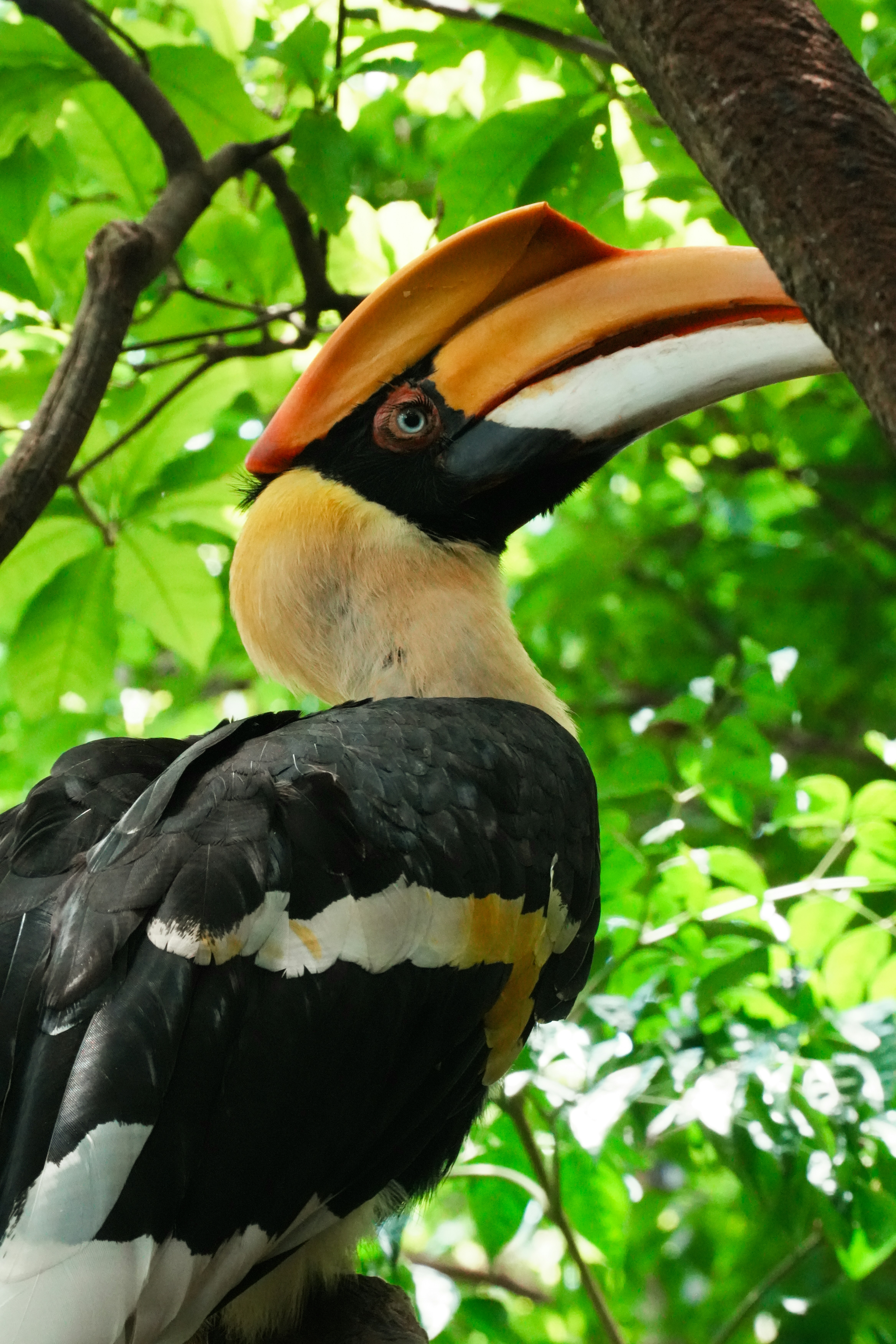 A great hornbill with a large orange casque perched among bright green leaves