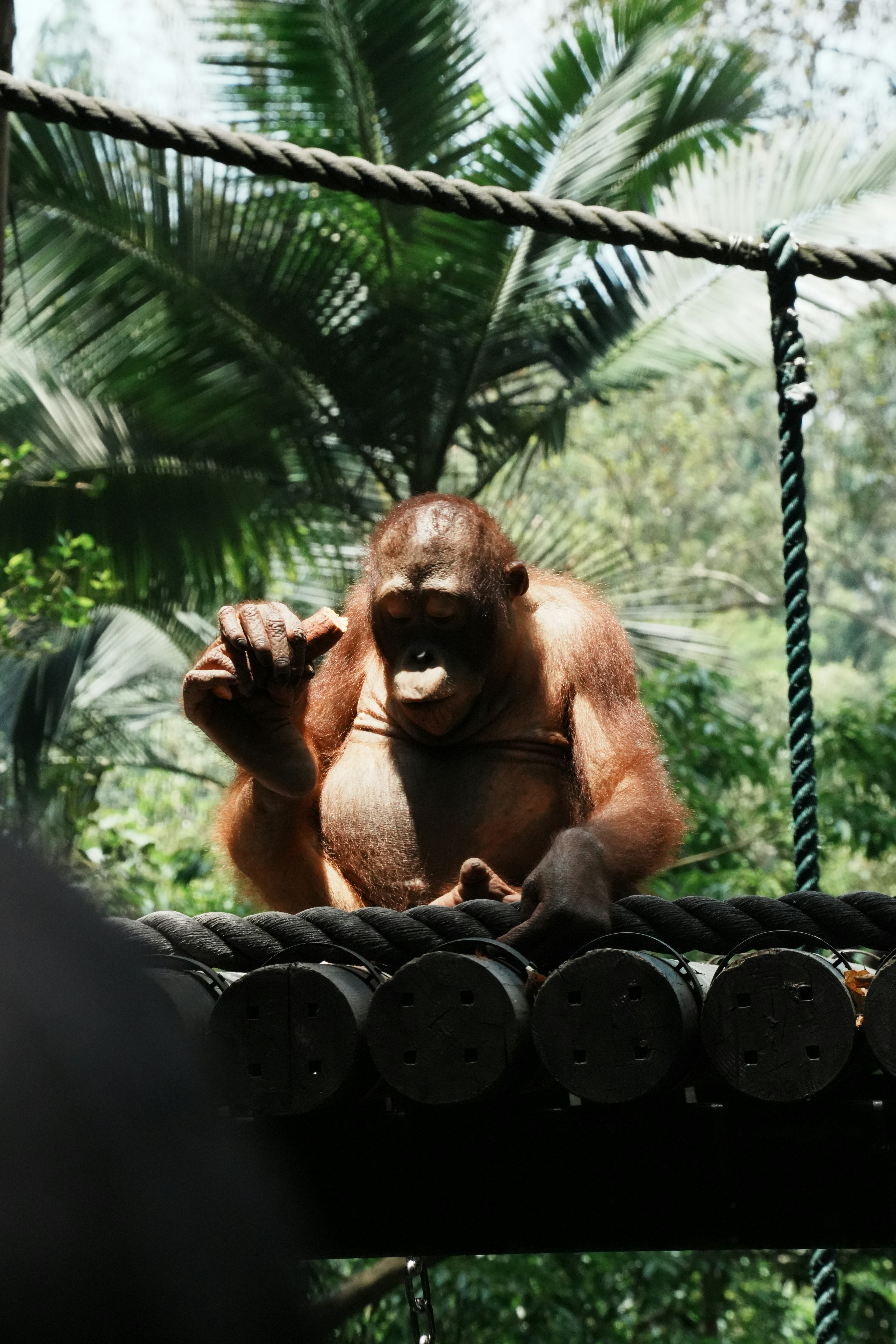 An orangutan holding a piece of food on a rope bridge in a forest