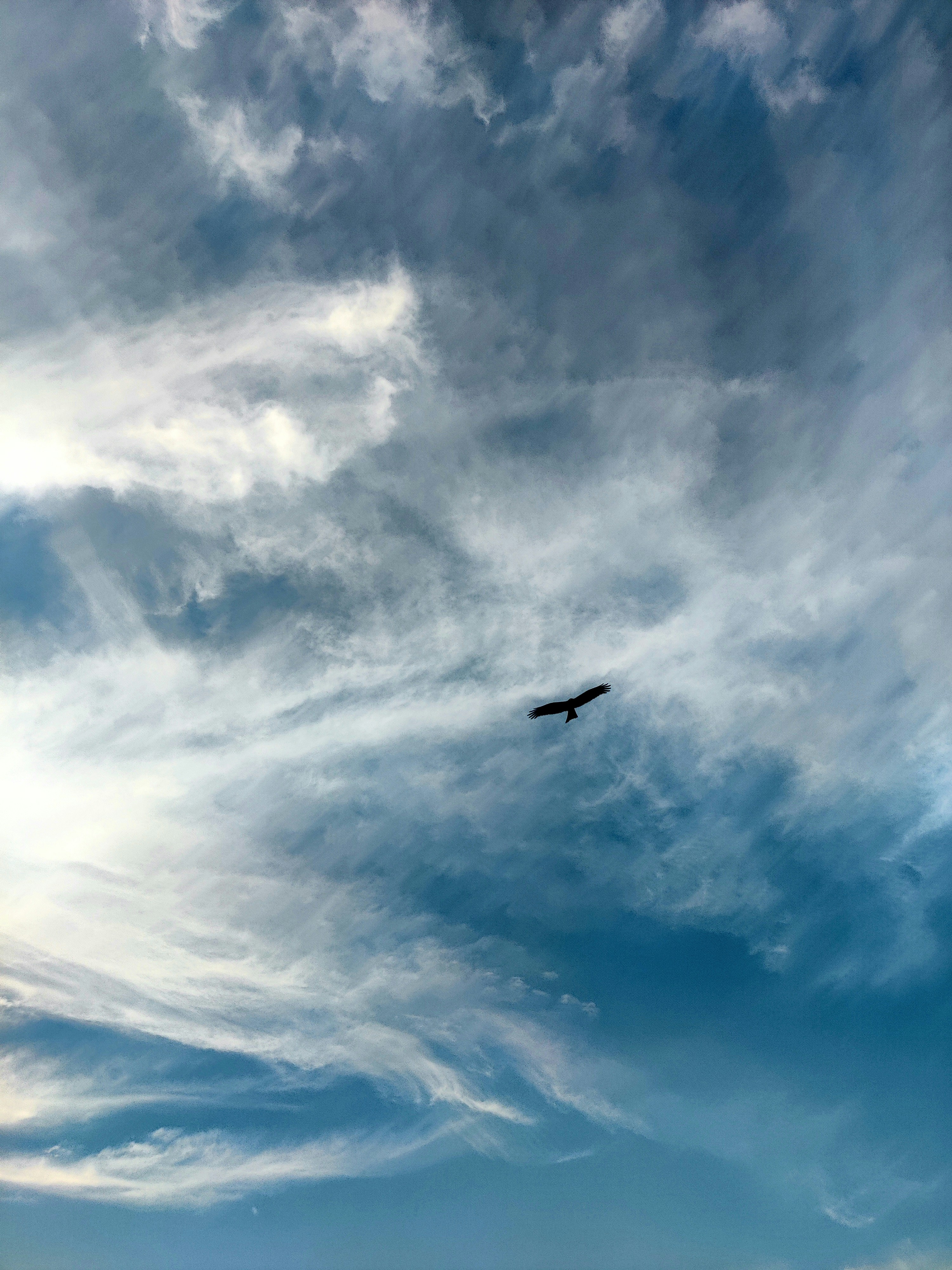A bird of prey in silhouette against a vast blue sky with wispy clouds