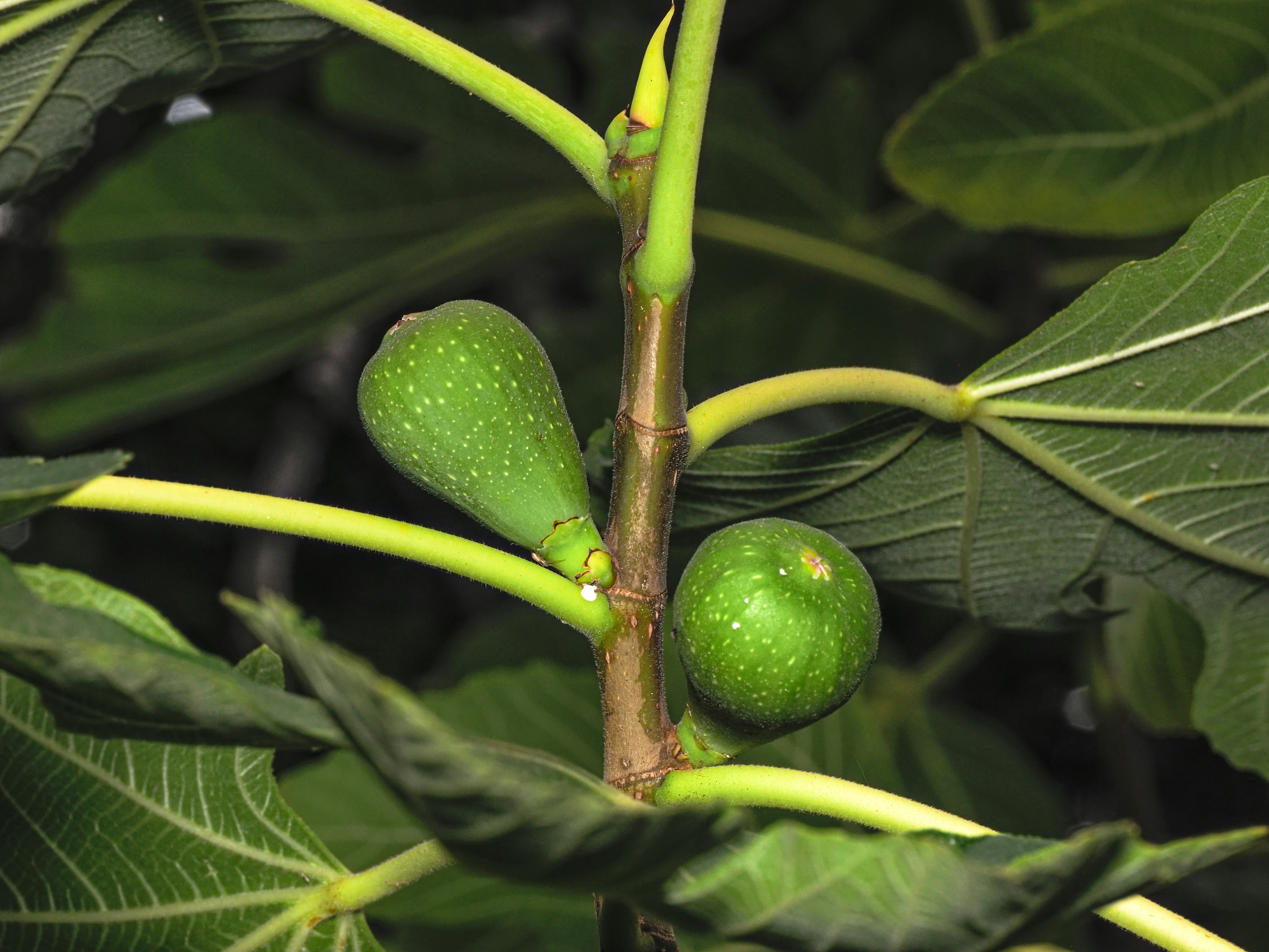 Green figs on the branch
