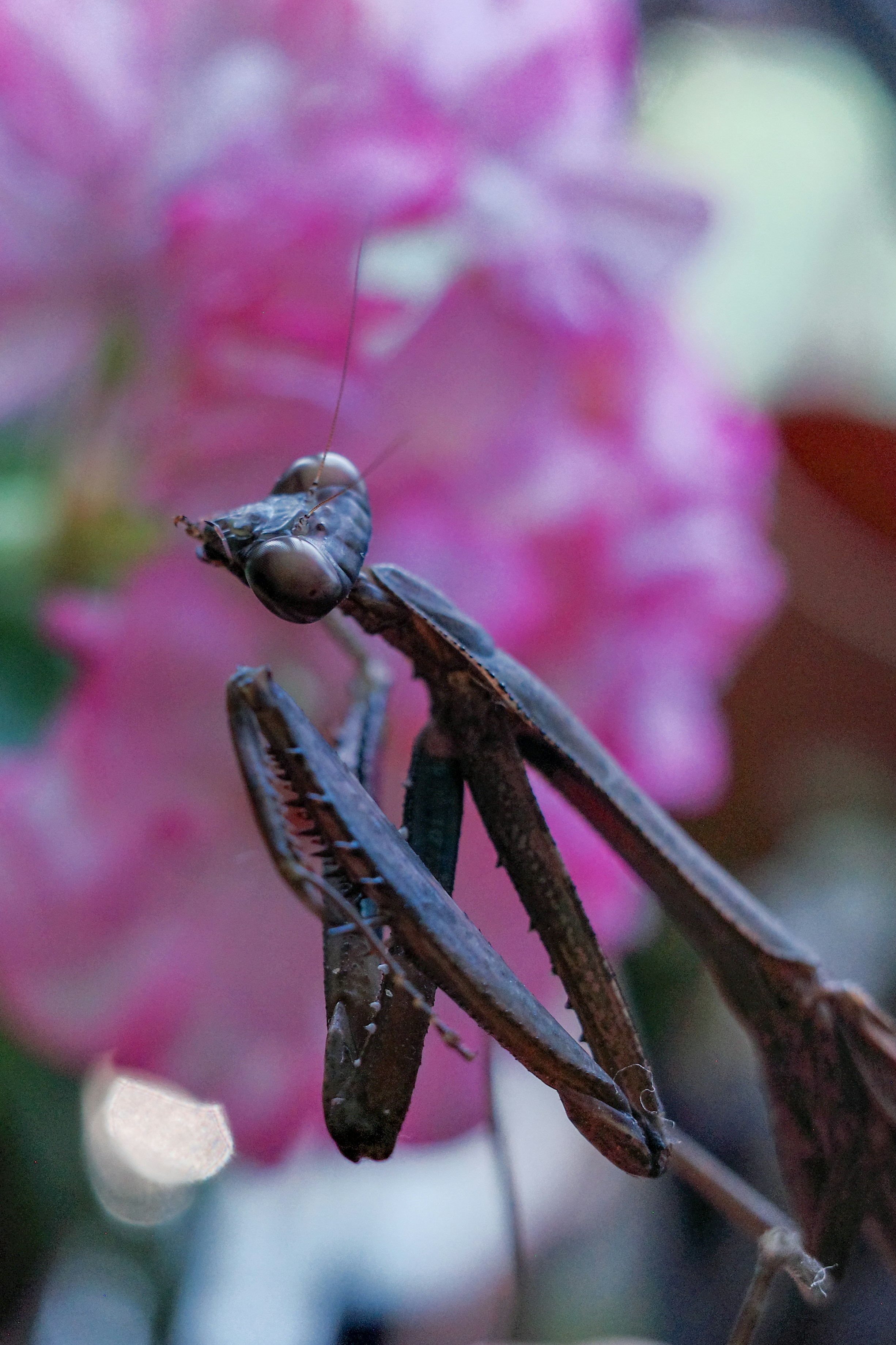 A brown praying mantis in macro view against a blurred pink flower