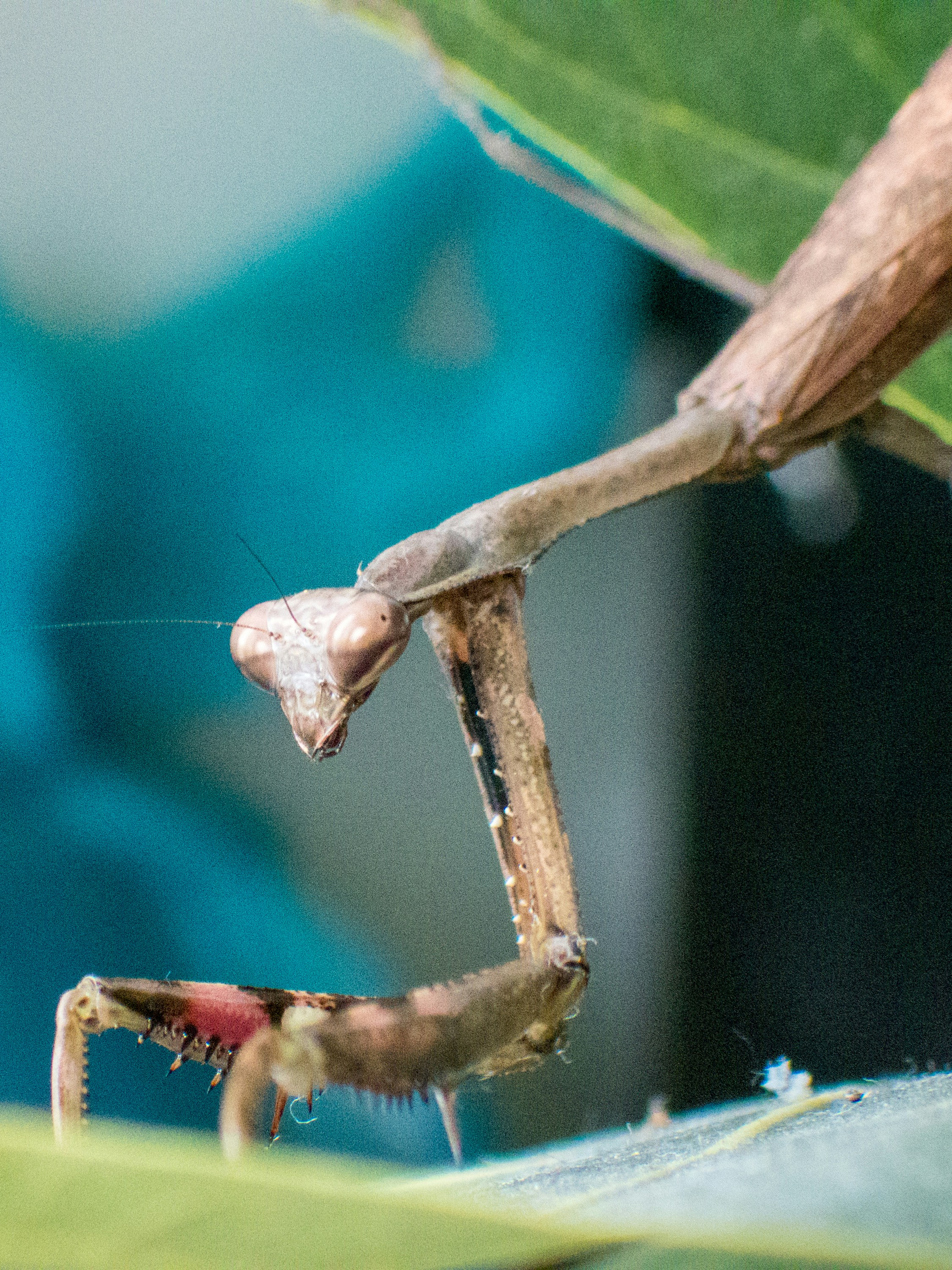 A brown praying mantis with a red patch on its leg on a leaf