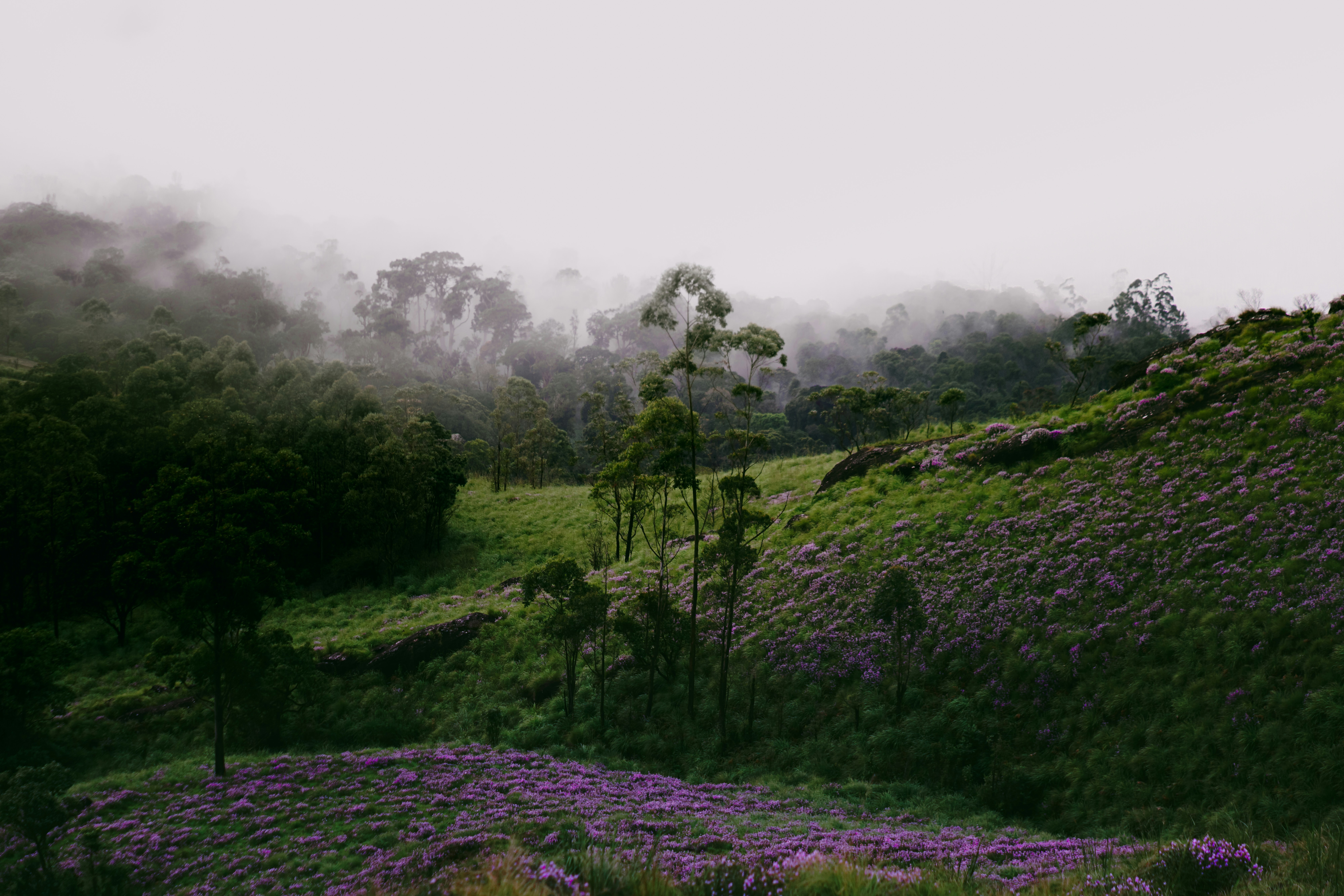 Misty hillside with purple flowers - Free Photo on Unsplash