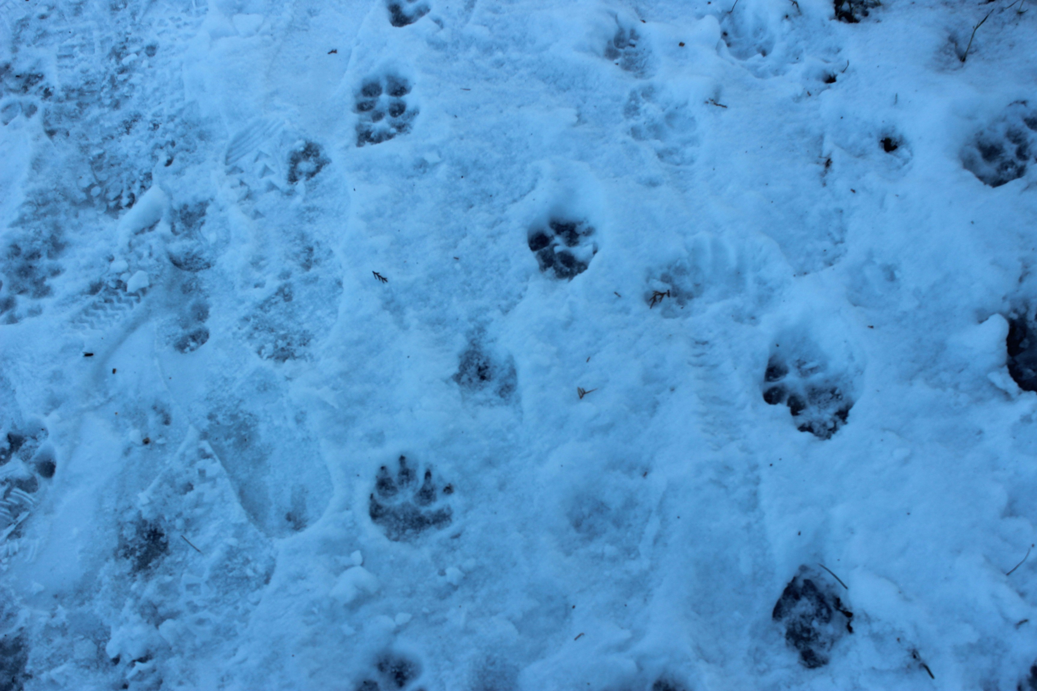 Huellas de patas de animales y huellas de botas humanas en nieve blanca y fresca