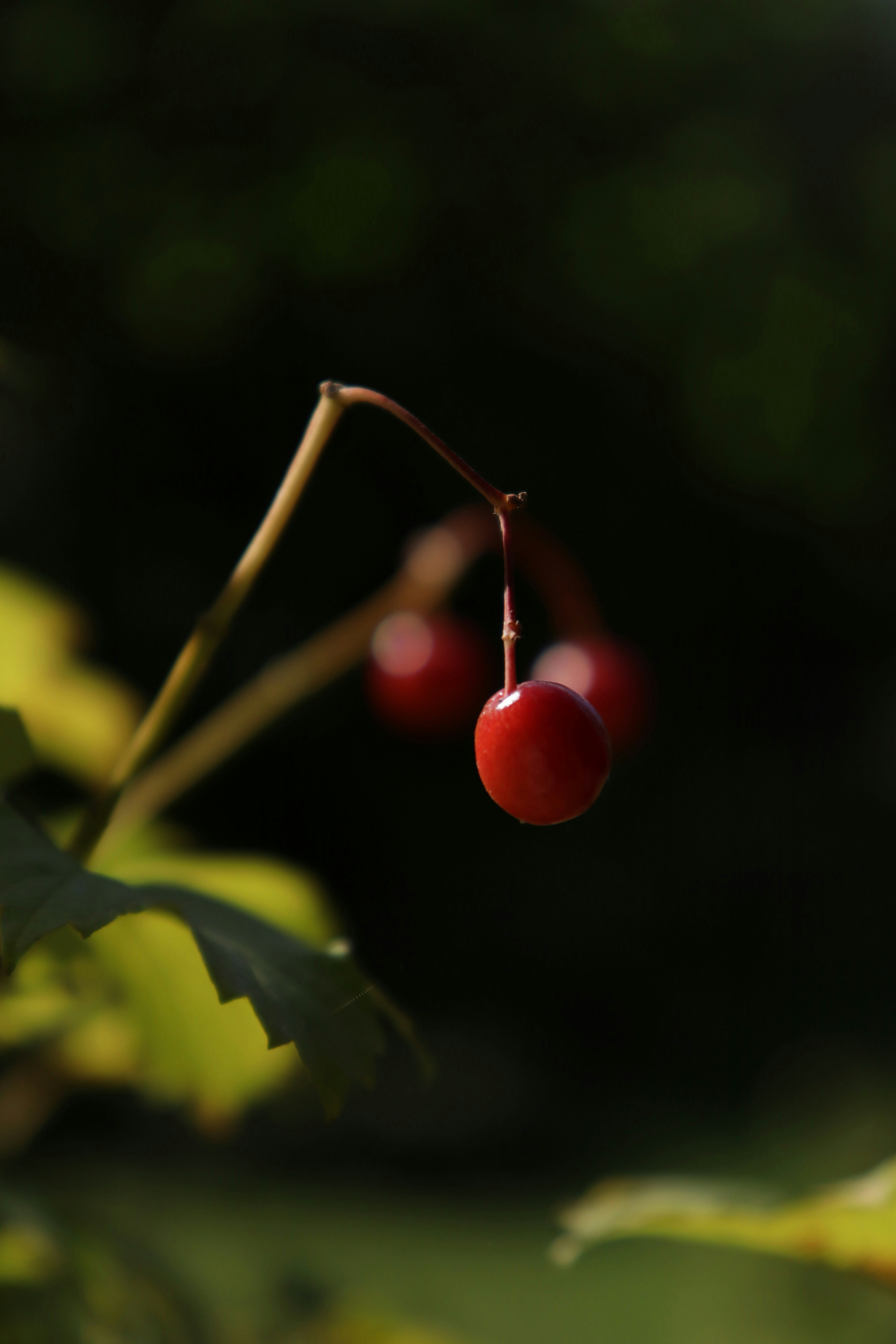 A single red berry hanging from a thin stem against a dark background