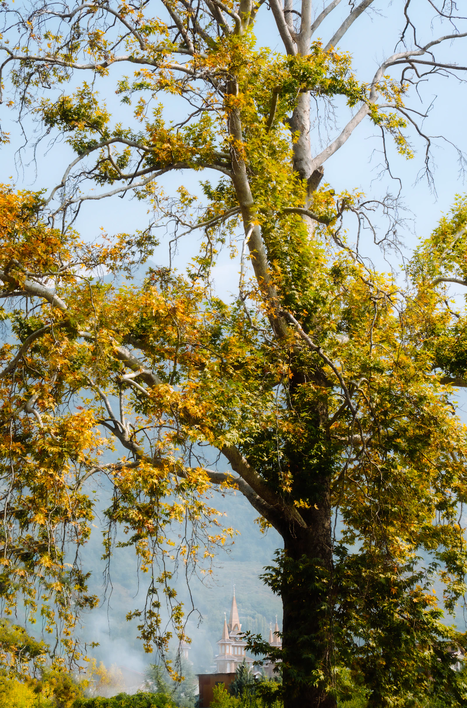 A chinar tree turning gold in the Kashmir valley, autumn haze and mountains behind