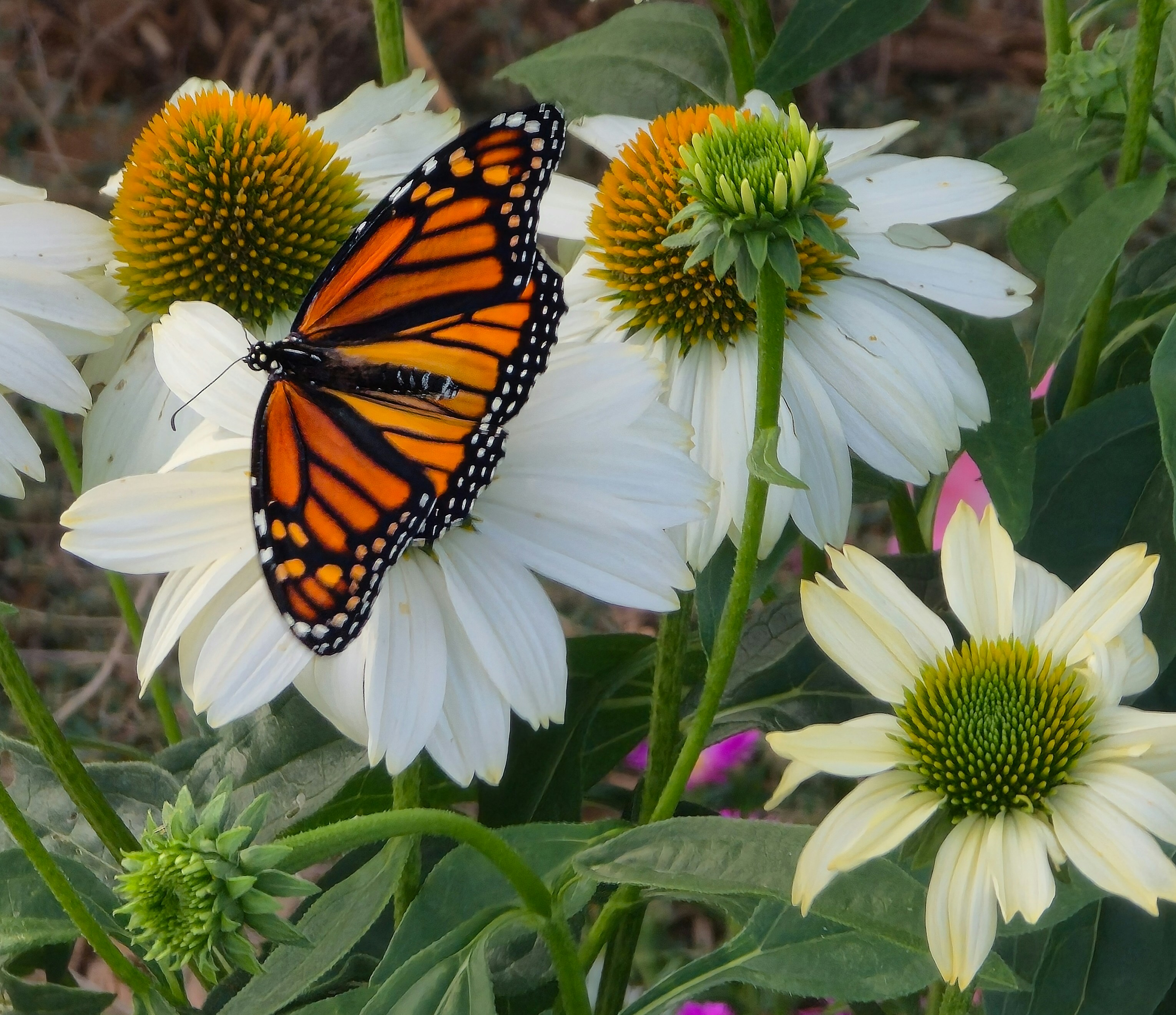 Una mariposa monarca descansando sobre una equinácea blanca en un jardín