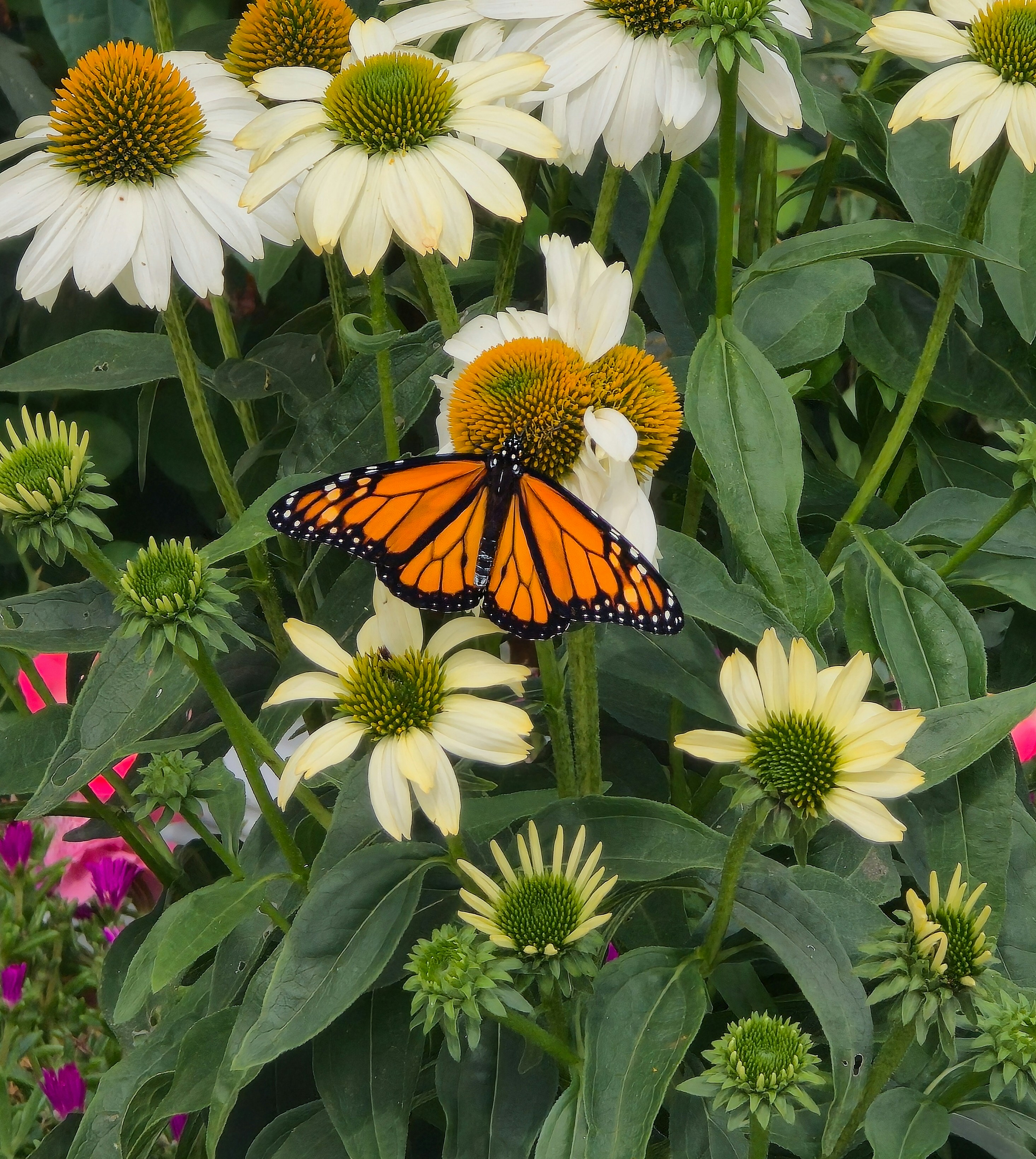 Una mariposa monarca descansando sobre una equinácea blanca entre hojas verdes