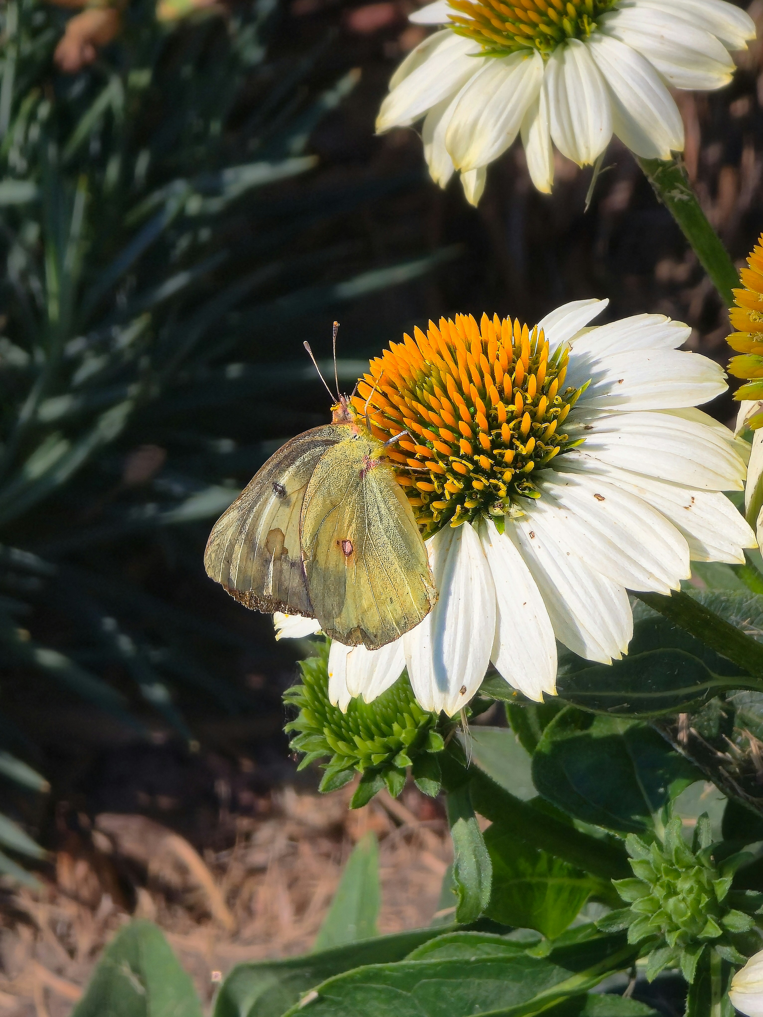 Una mariposa amarilla posada sobre una equinácea blanca con un centro naranja brillante