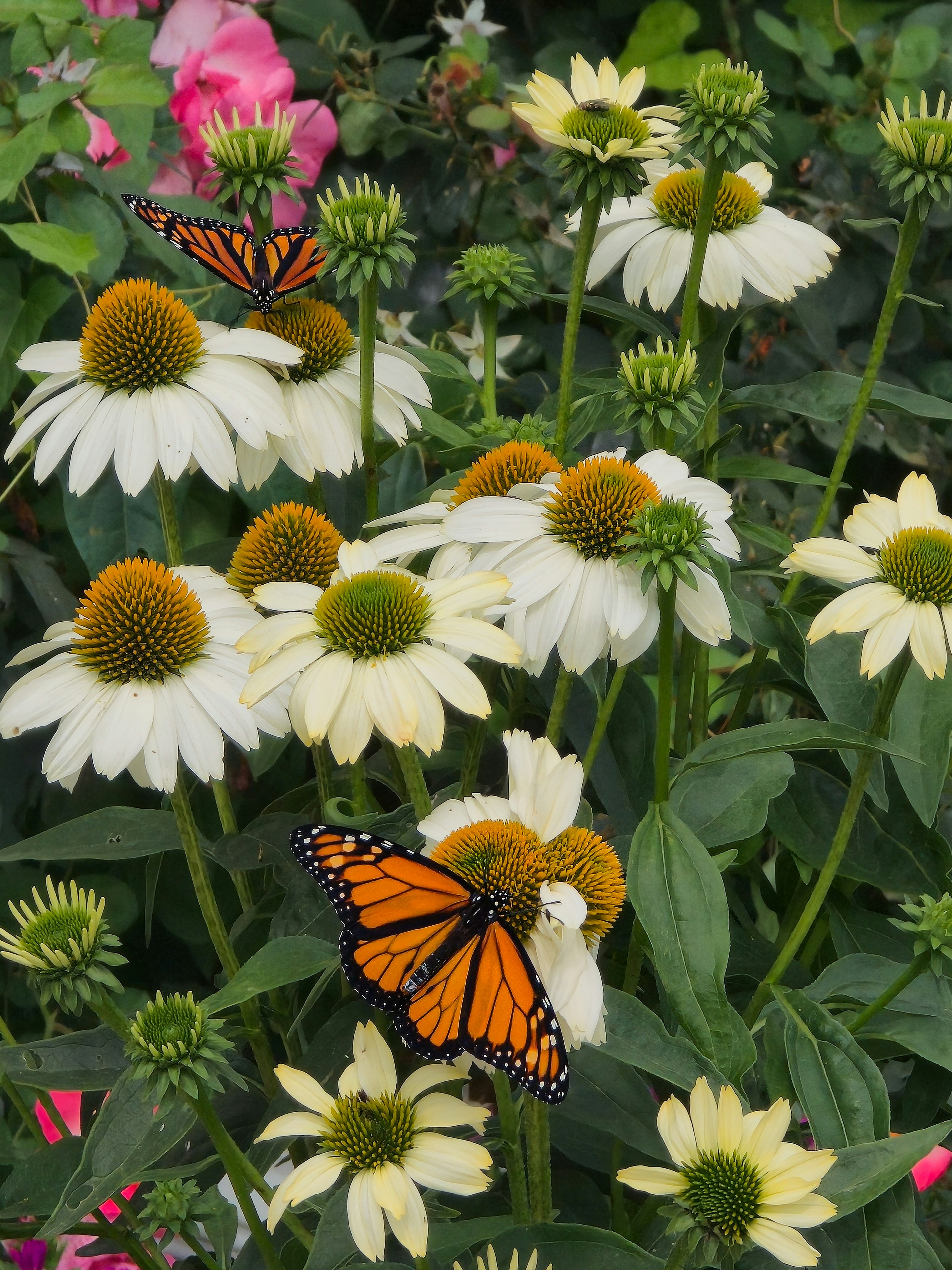 Dos mariposas monarca sobre echinas blancas en un jardín exuberante