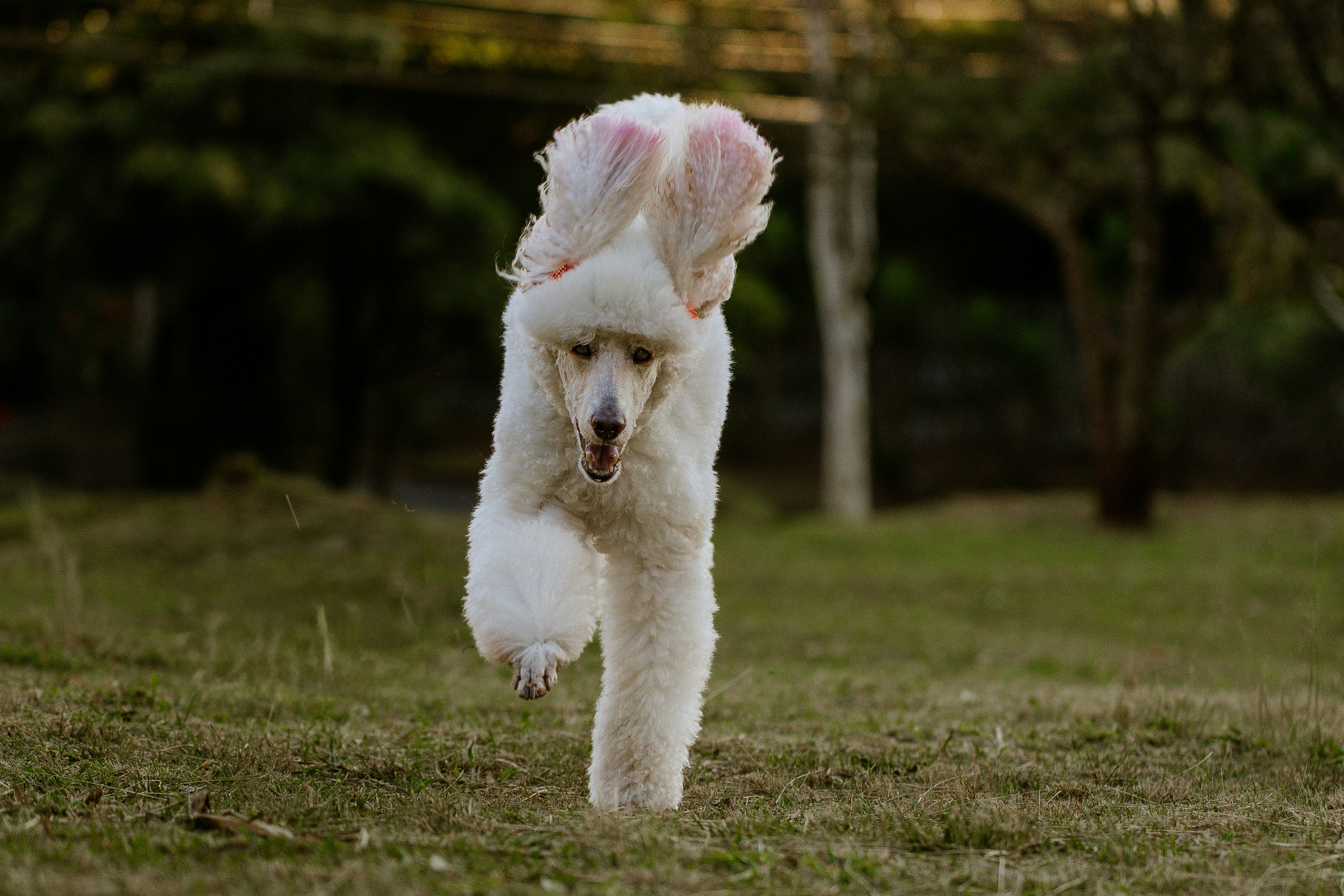 Com' Chiens et Chats (Angers) — Angers