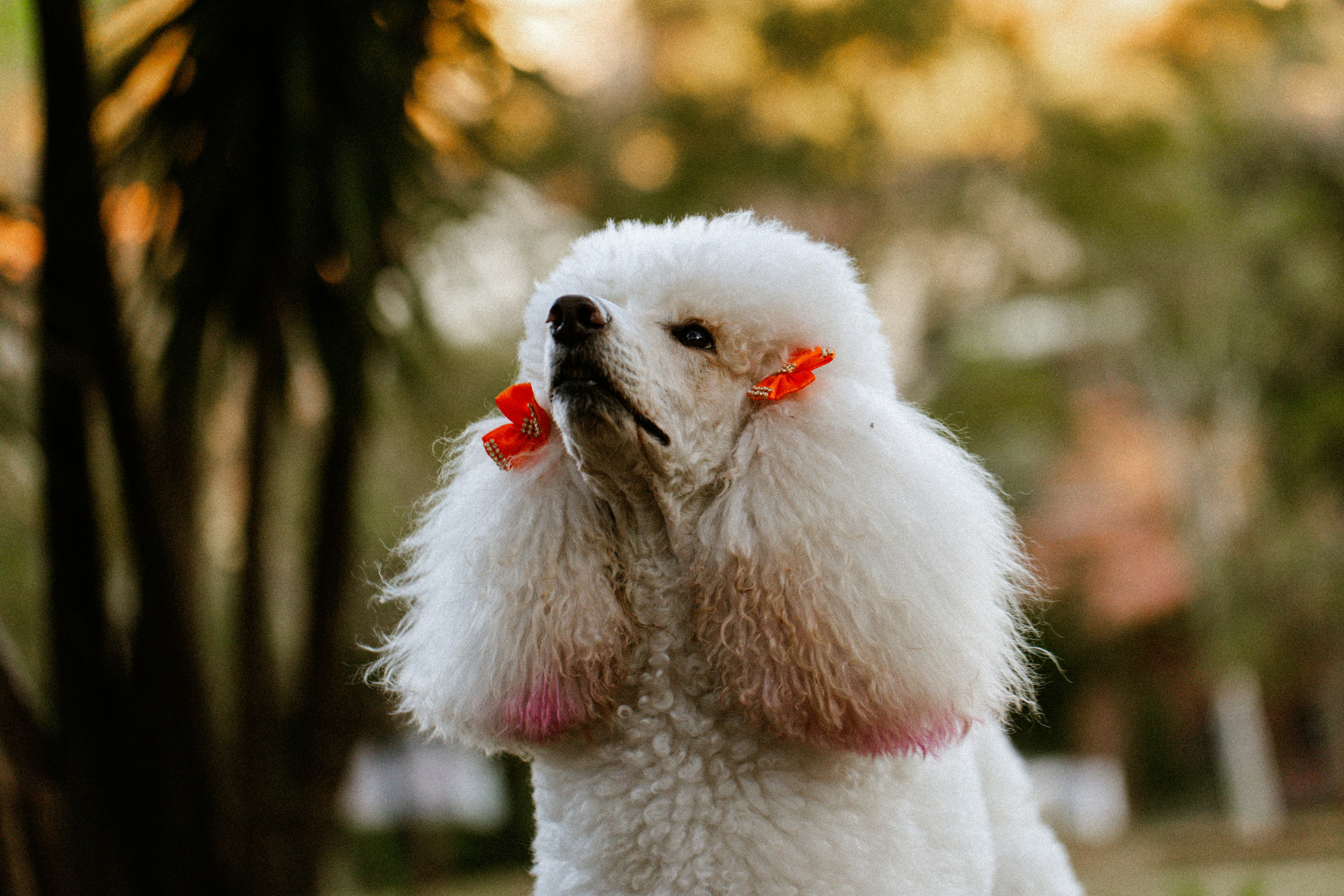 Elegance Canine — Gourdon