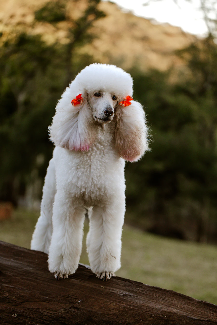 Poodle at Wag & Whisker