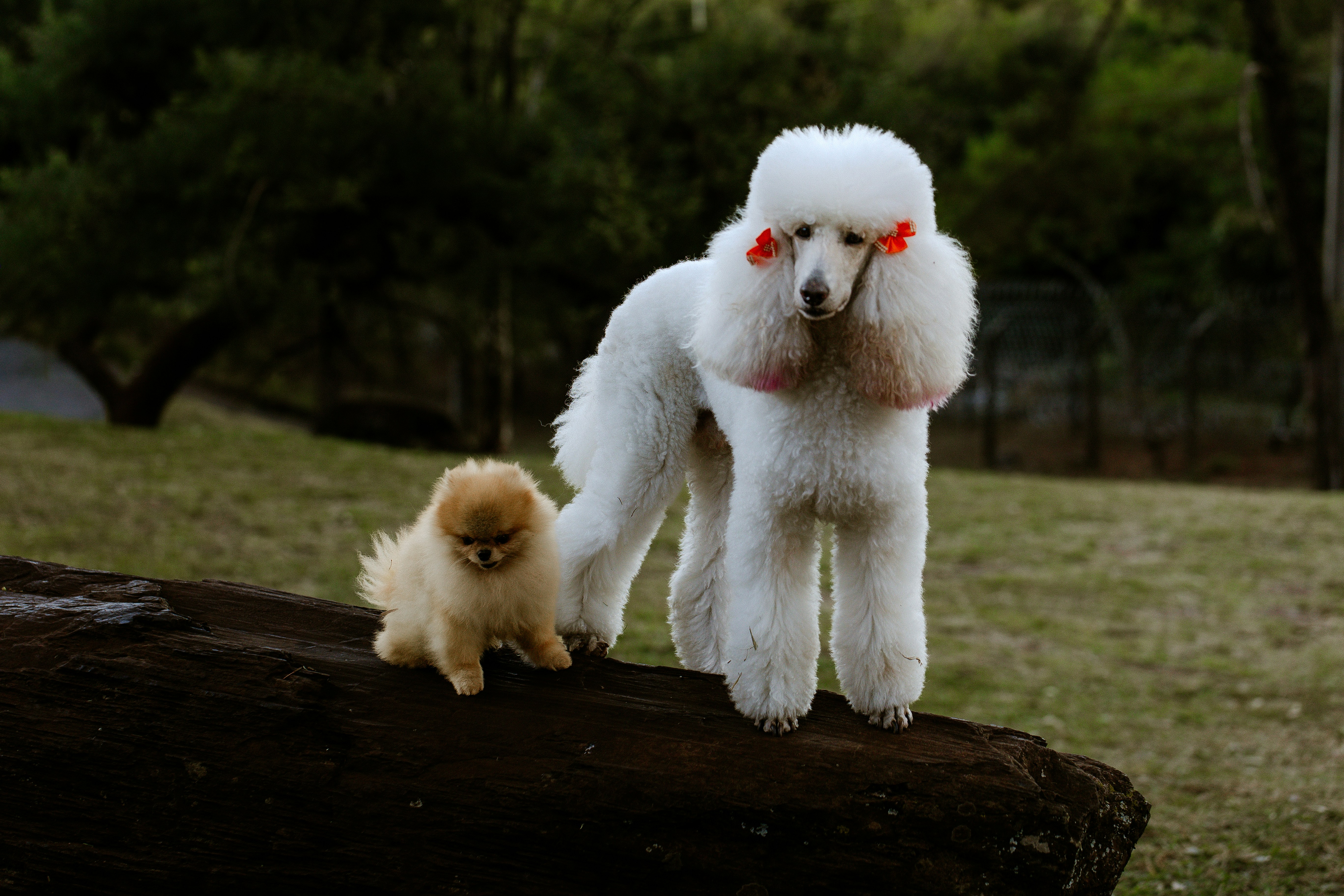Beauté Canine (Jussey) — Jussey
