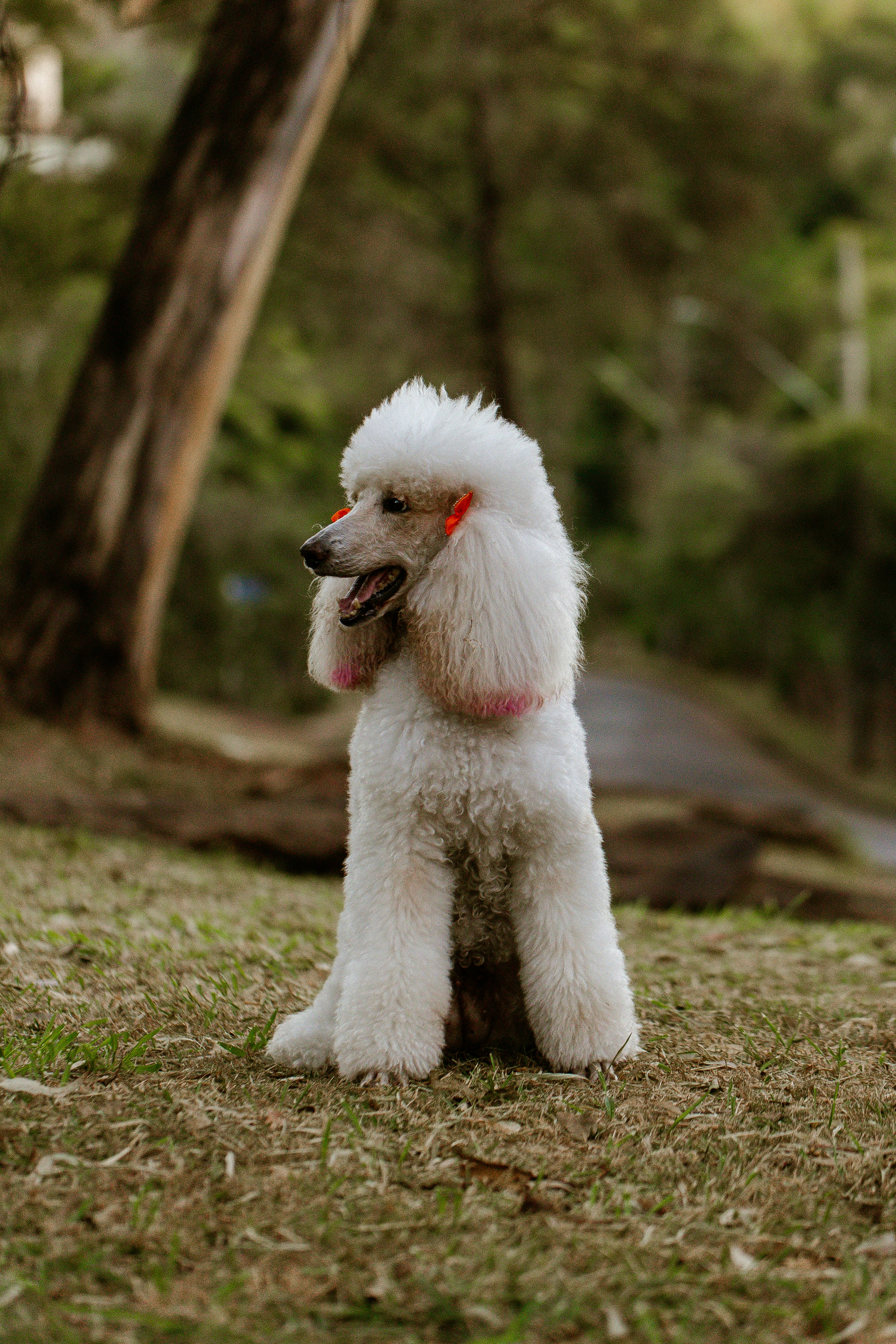 A groomed white poodle on a grassy lawn in a park