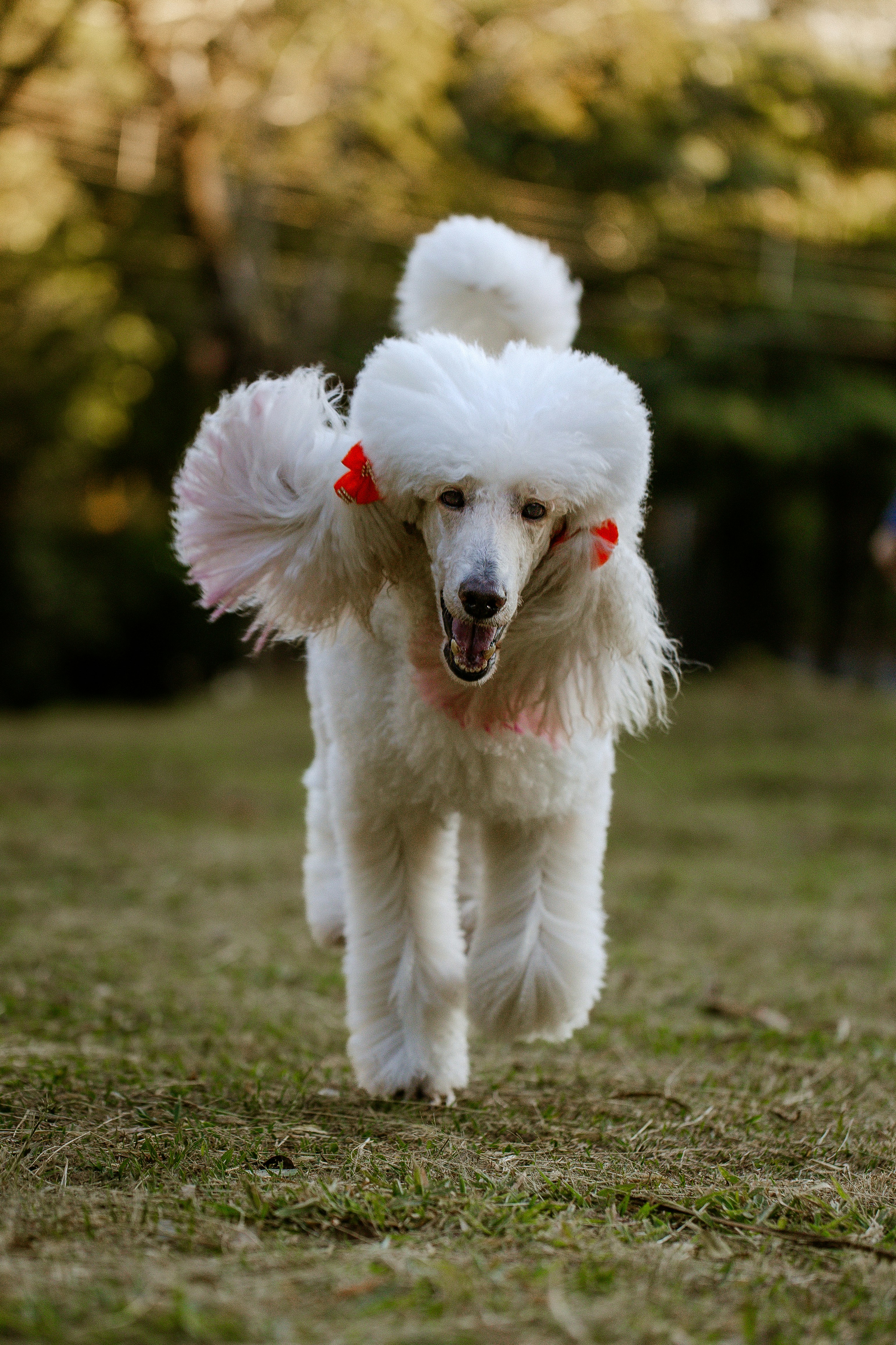 Freshly groomed Poodle looking proud