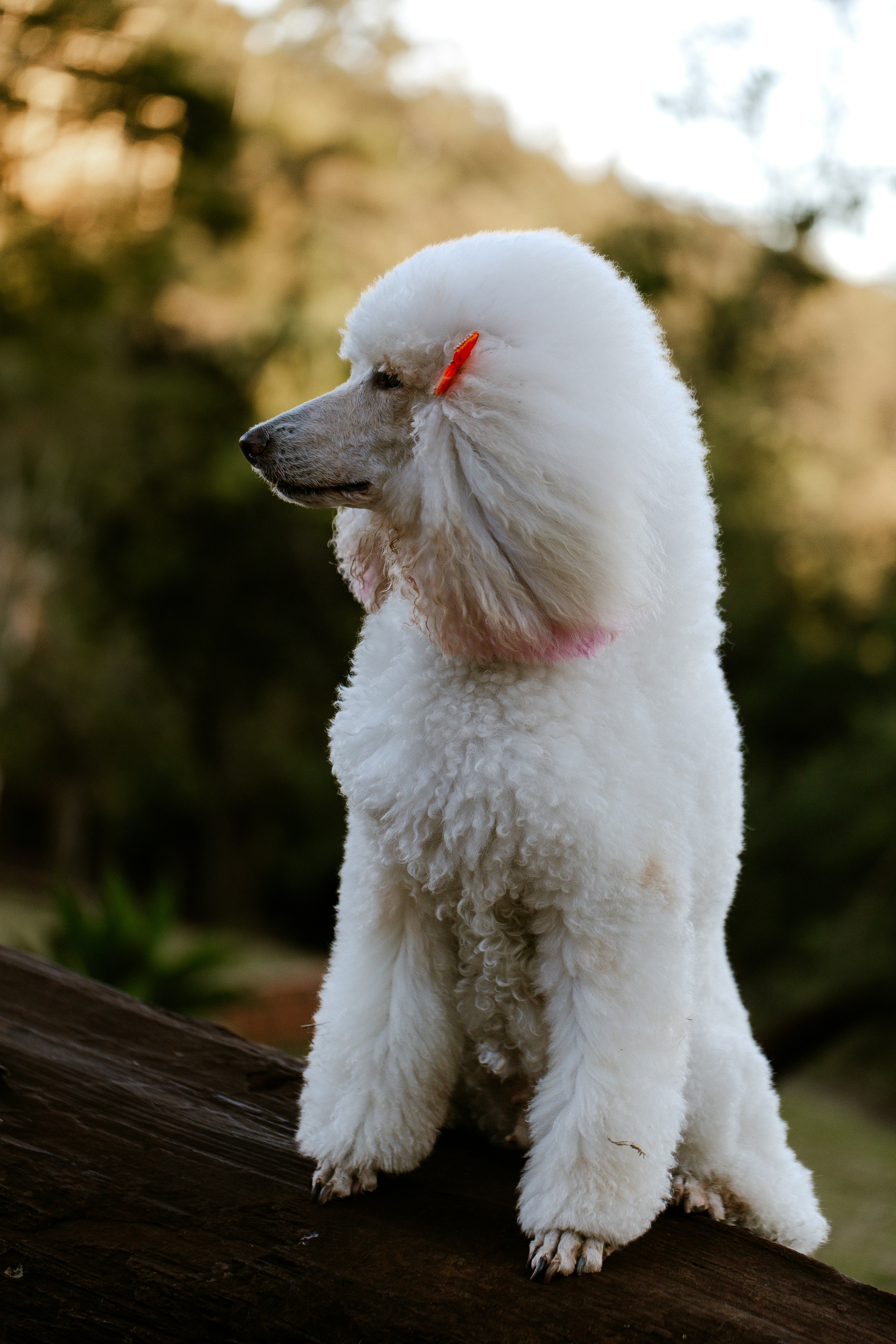 STYL DOG (Annecy) — Annecy