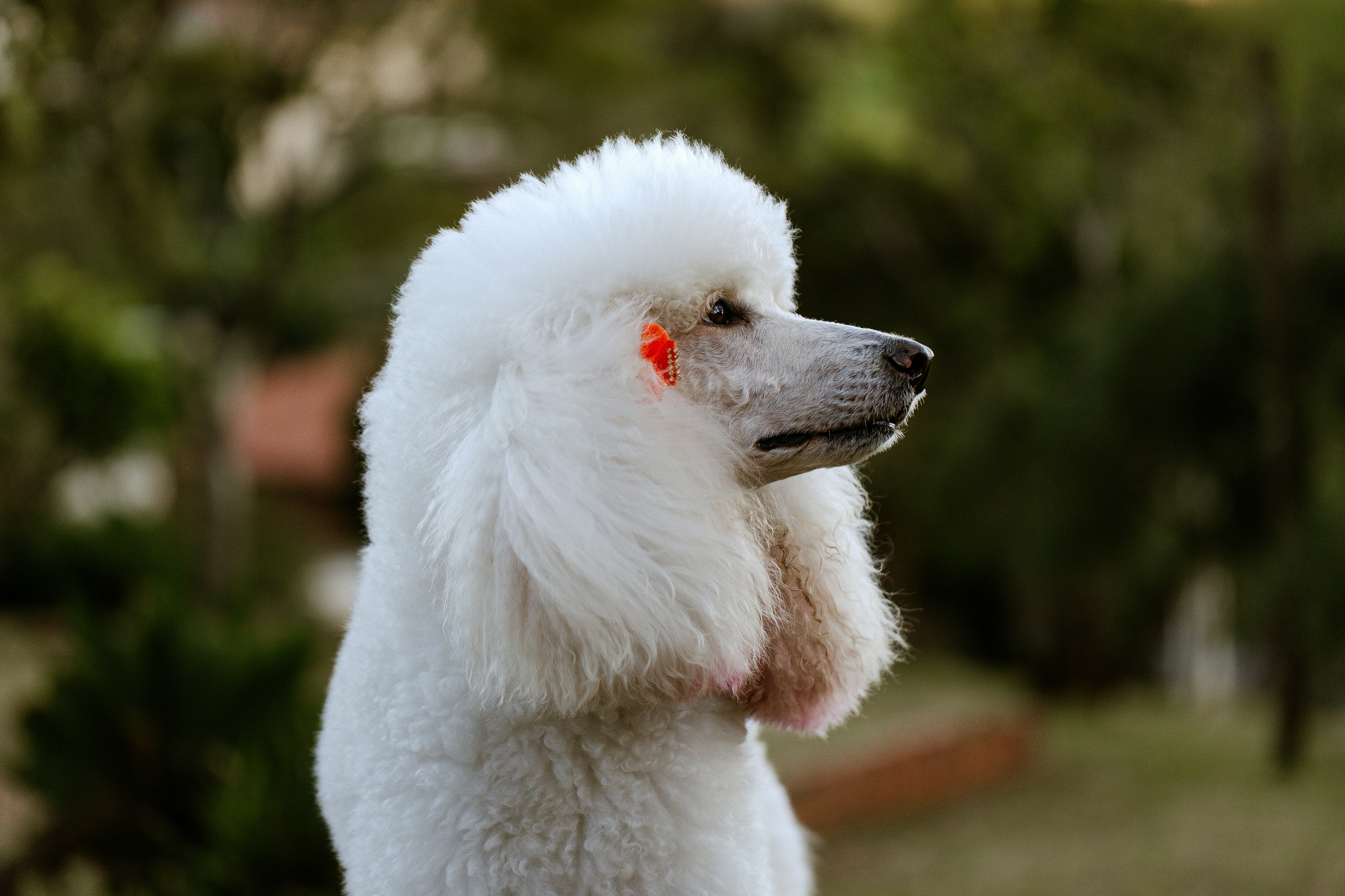 A white poodle with a small orange accessory on its ear in a garden