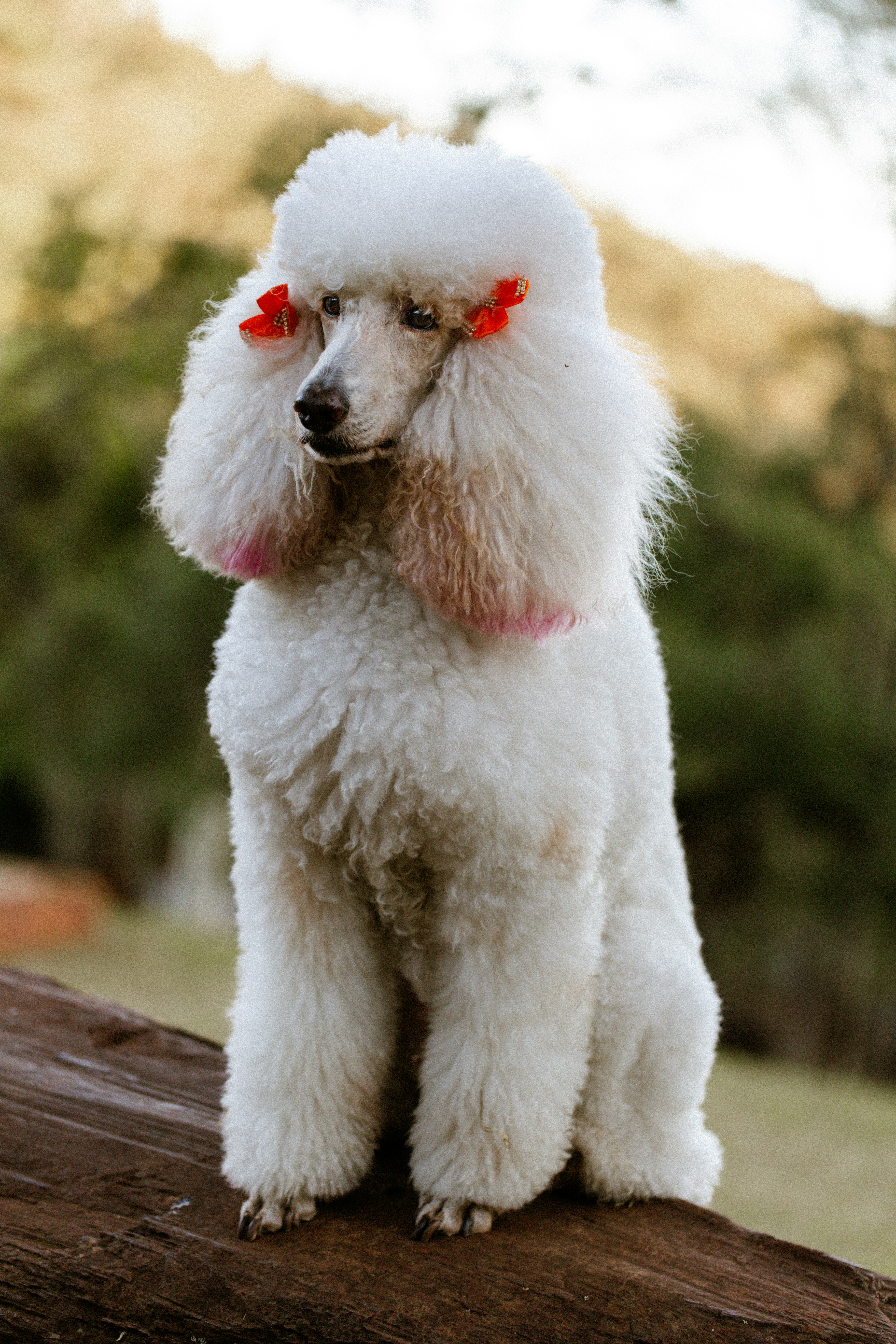 A white poodle with red bows in its ears on a wooden surface