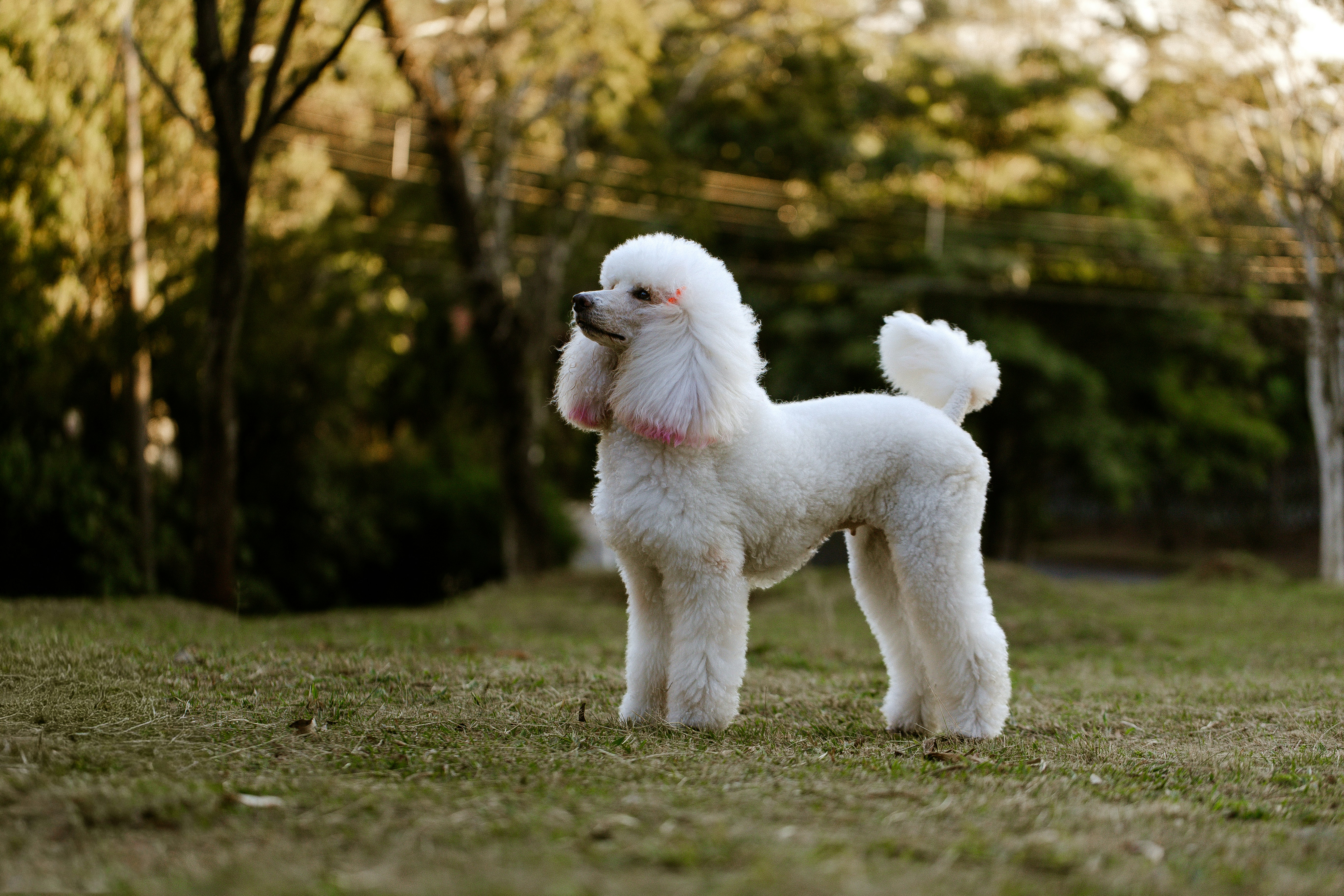 Groomed white miniature poodle with pink-tinted ear fur standing on grass in a sunlit park