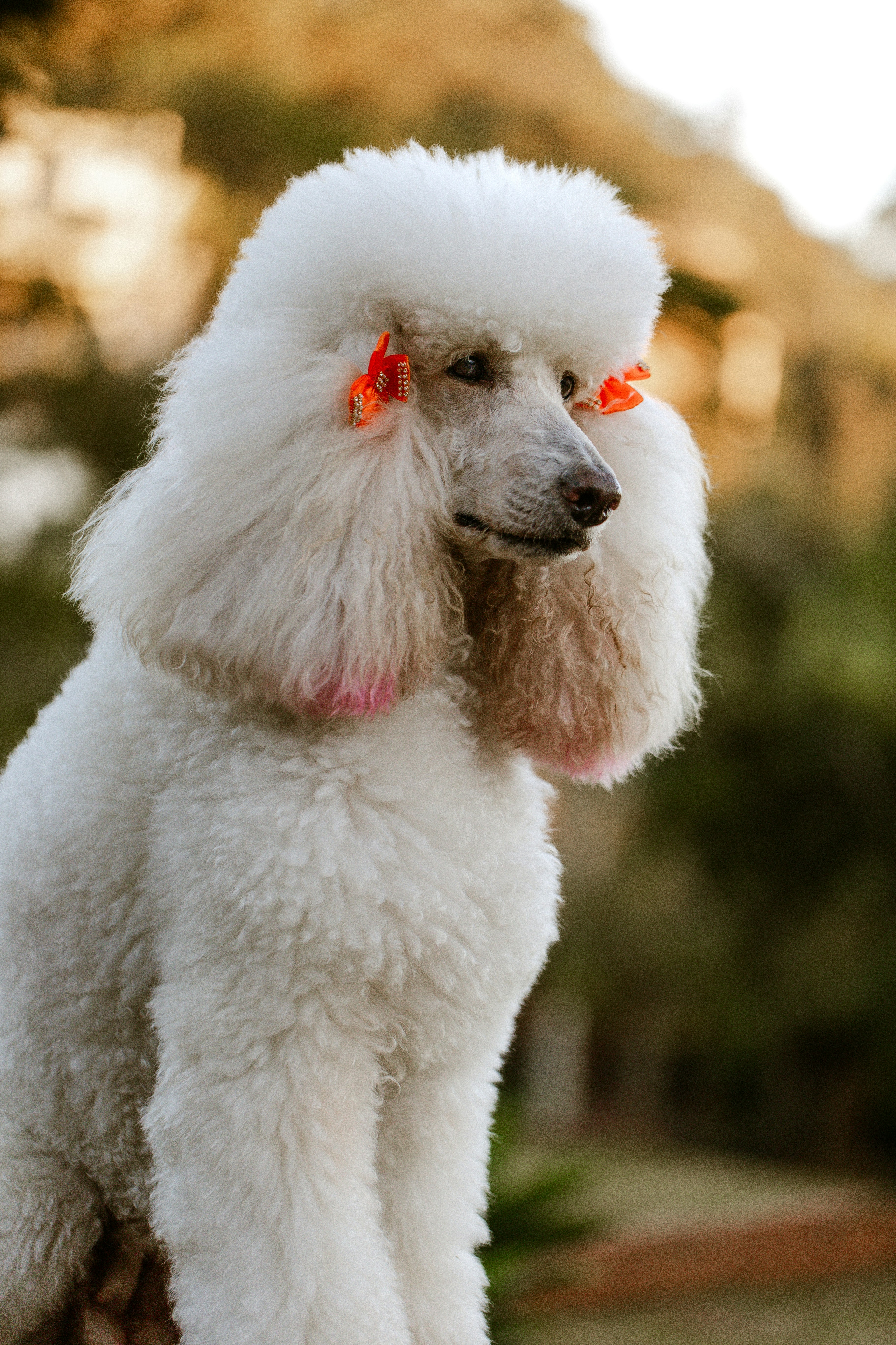 Dandy Dog (Annecy) — Annecy
