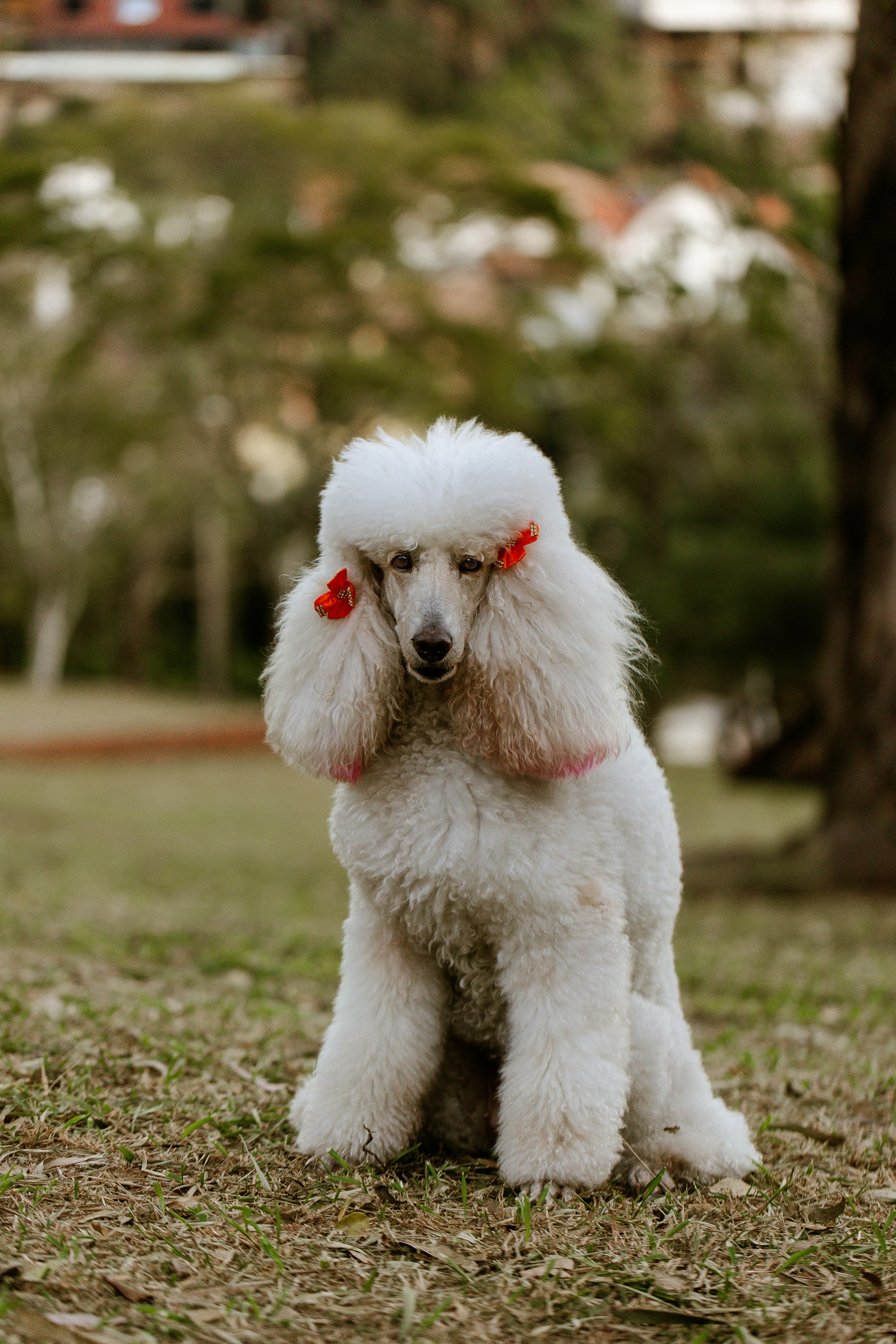 Bioty Dog (Saint-Léonard-de-Noblat) — Saint-Léonard-de-Noblat