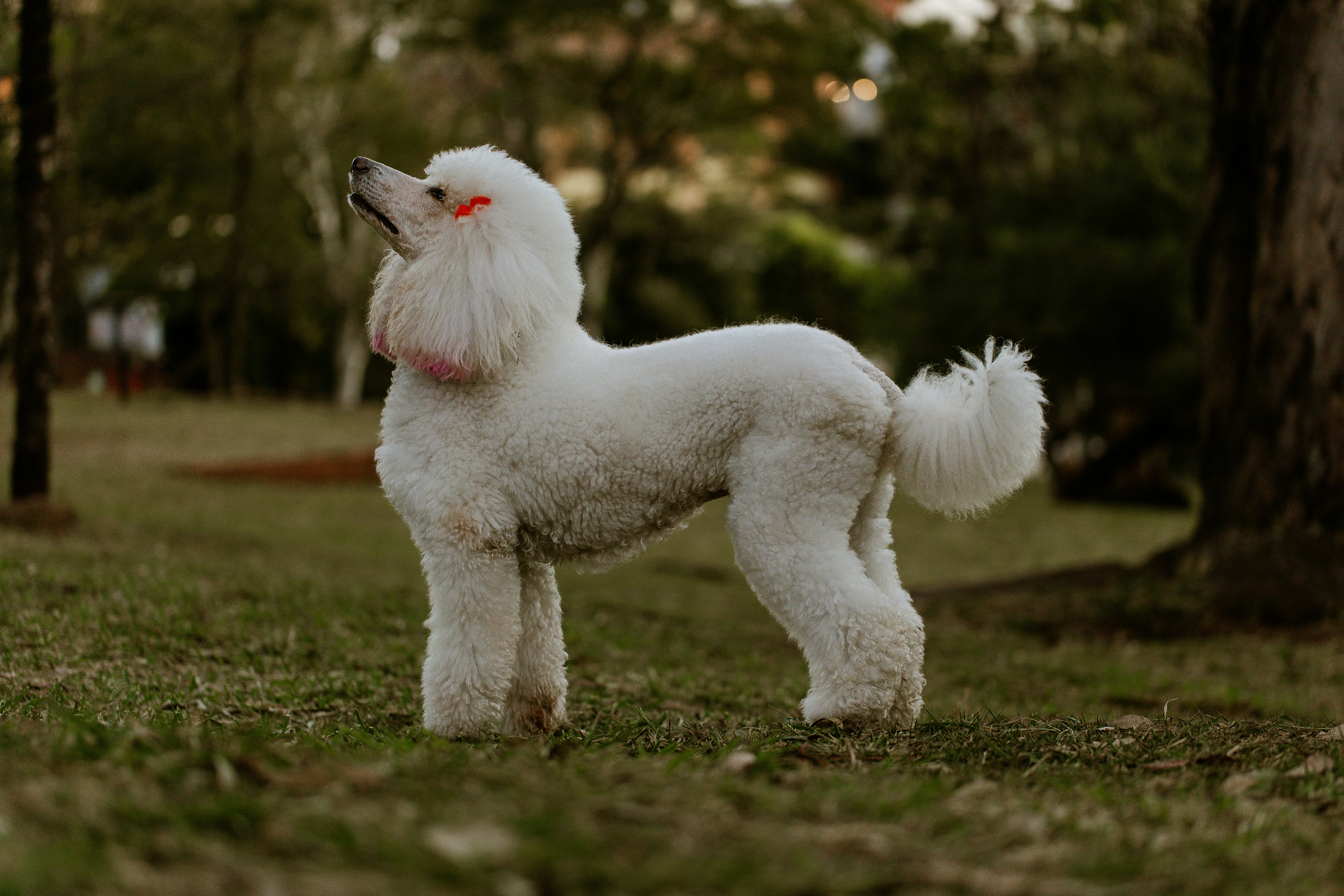 Au Chien Galant — Cavalaire-sur-Mer