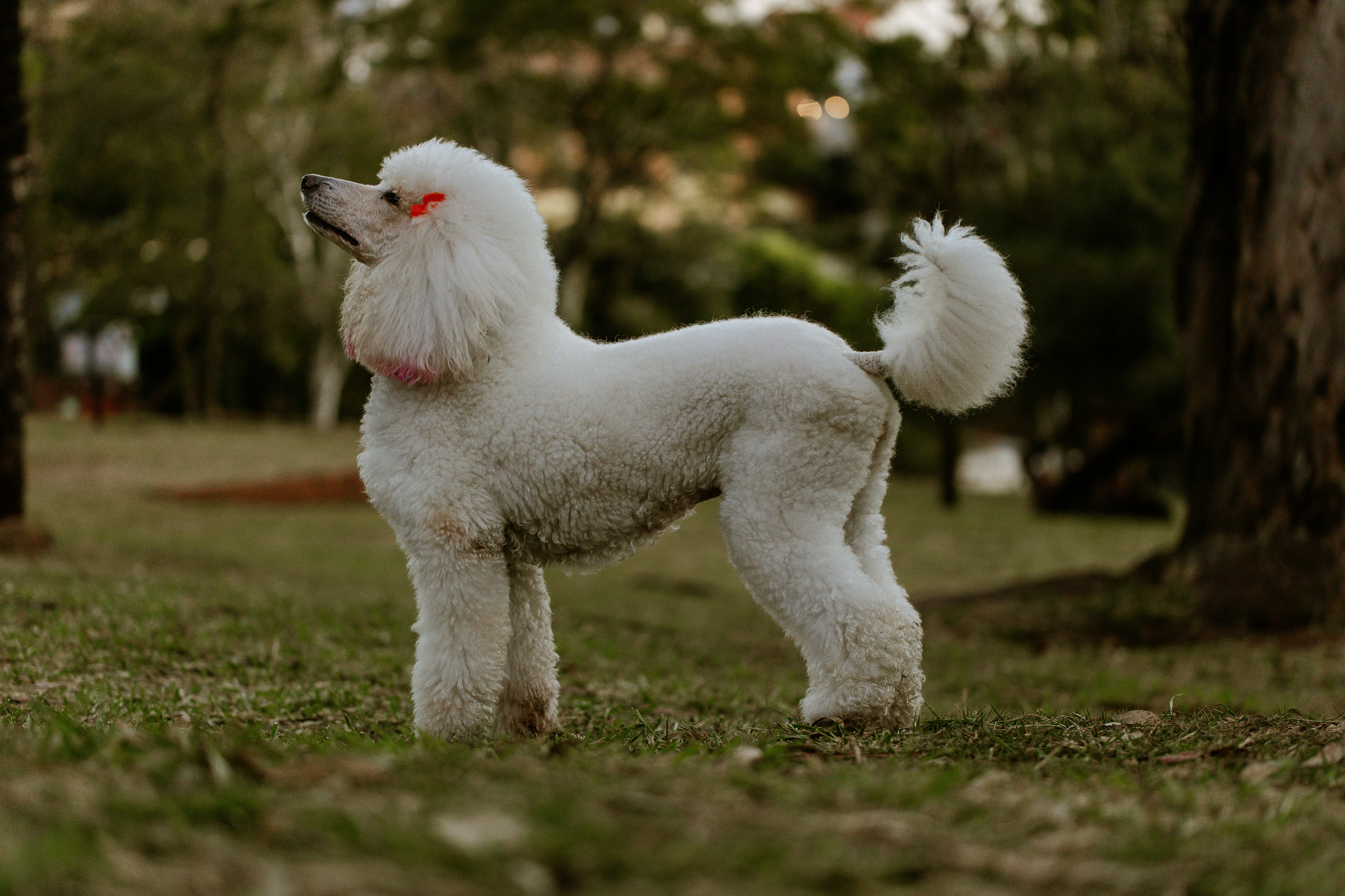 Ruby Toilettage Canin — Alès