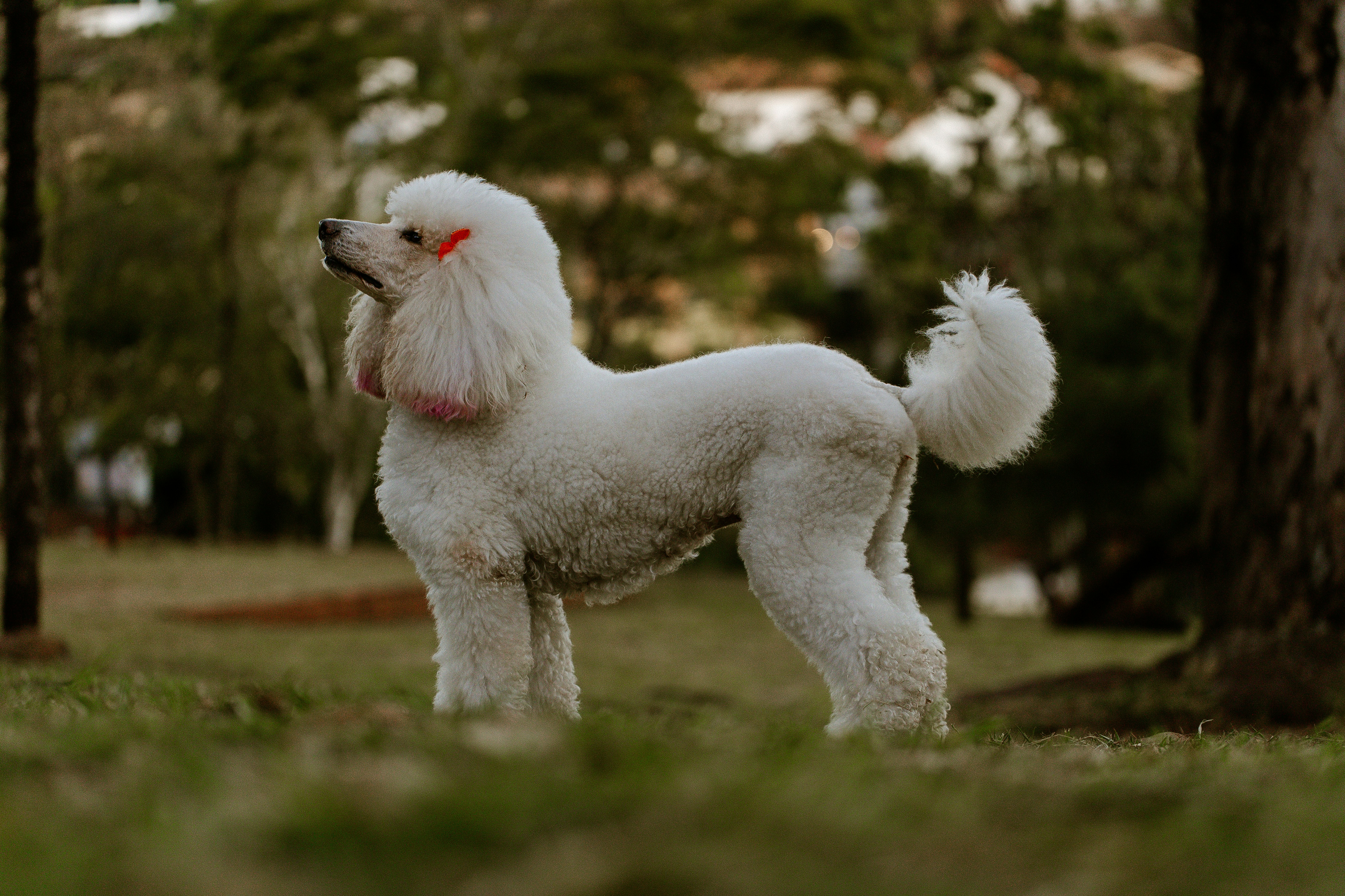 Frimousse Toilettage (Auxerre) — Auxerre