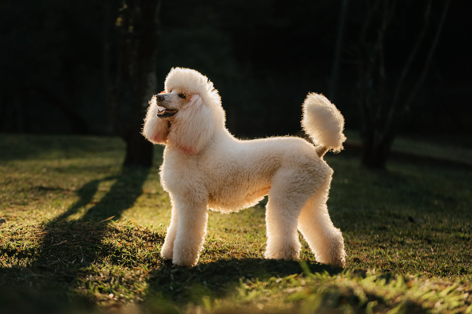 A Poodle