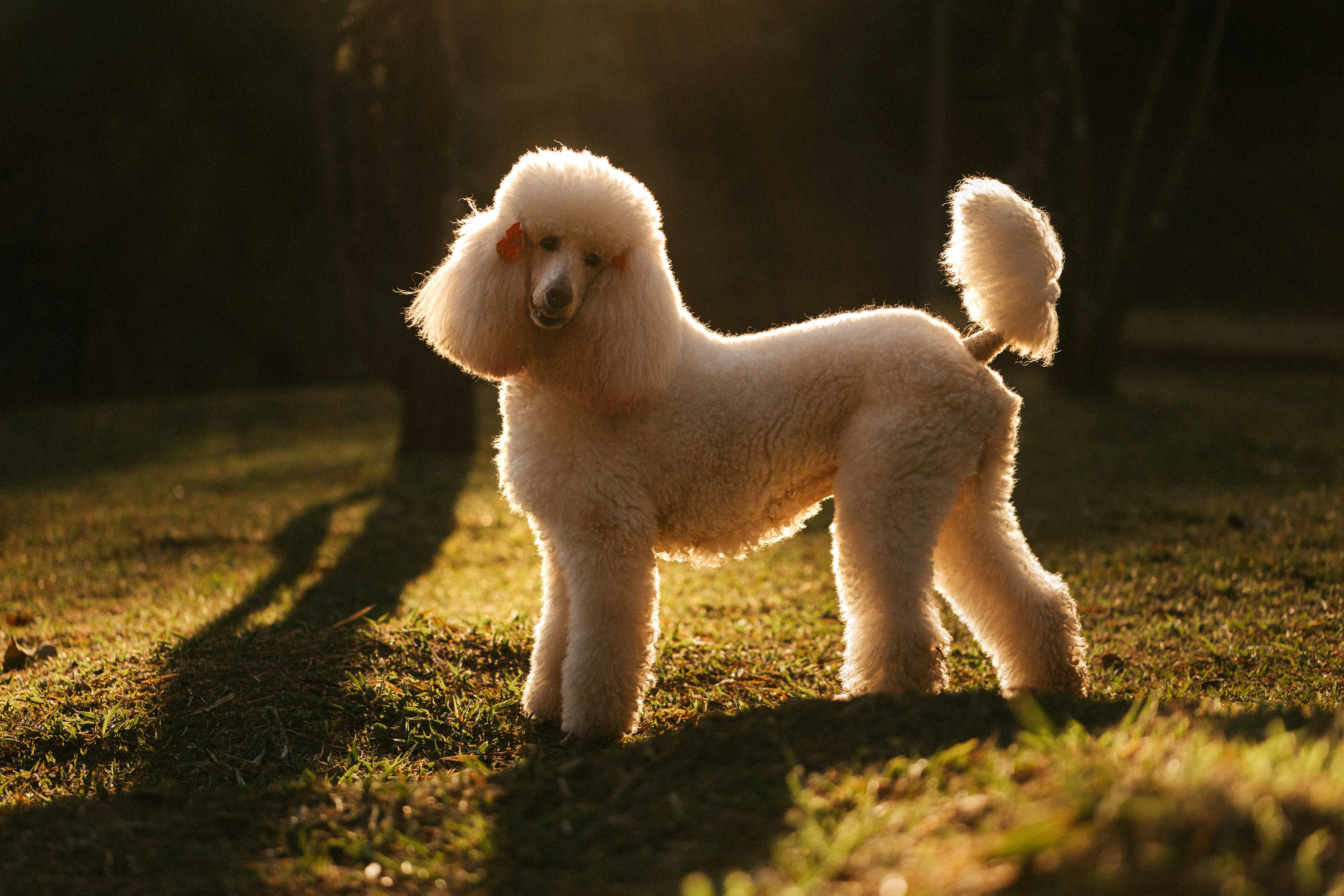 Albertville Beauté Canine — Albertville