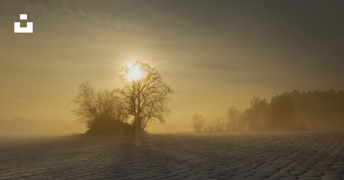 Mist Icon Sun Bare trees on snowy field - Free Photo on Unsplash