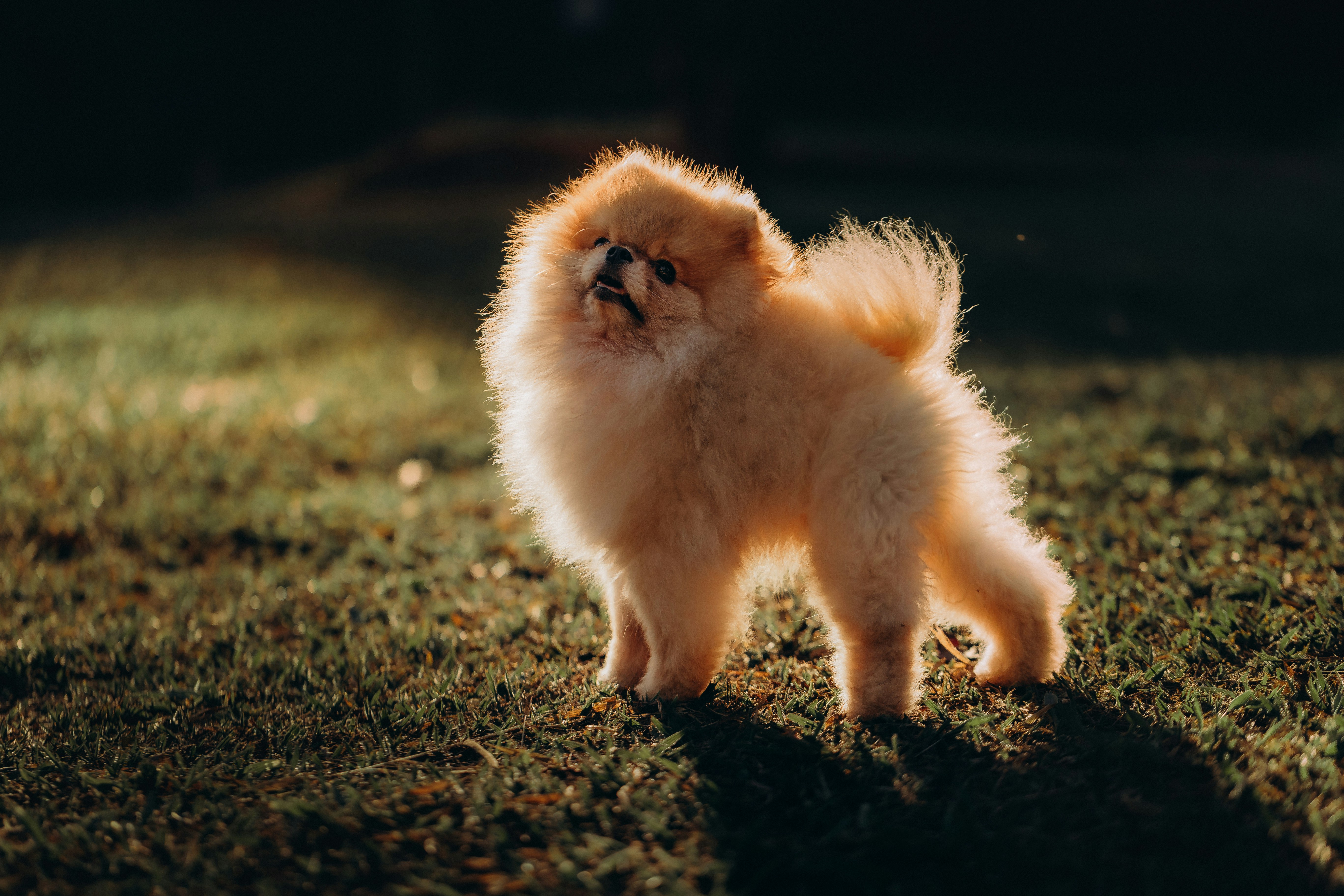 A fluffy Pomeranian dog backlit by golden hour light on a grassy lawn