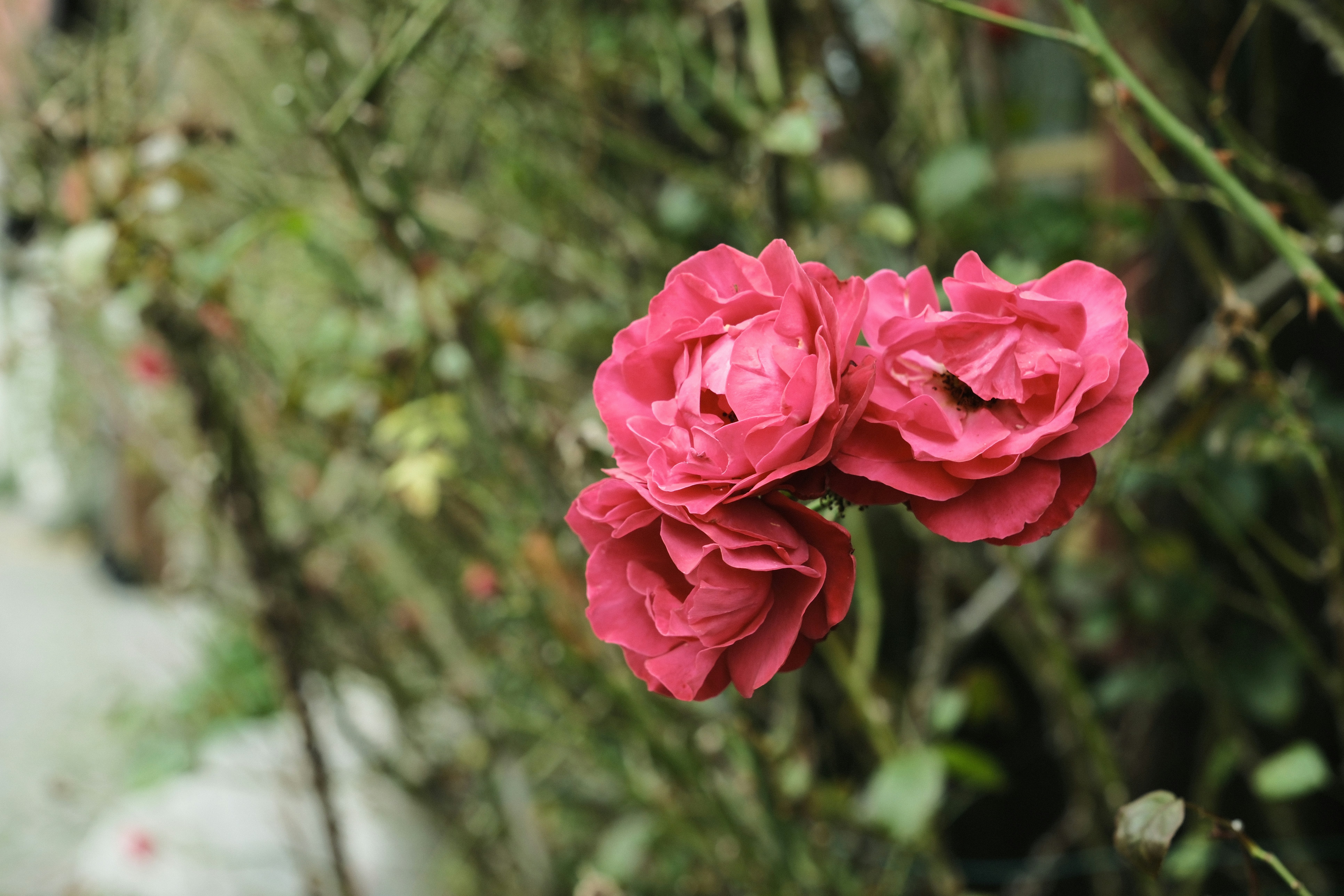 Three vibrant pink roses blooming on a thorny bush with green foliage