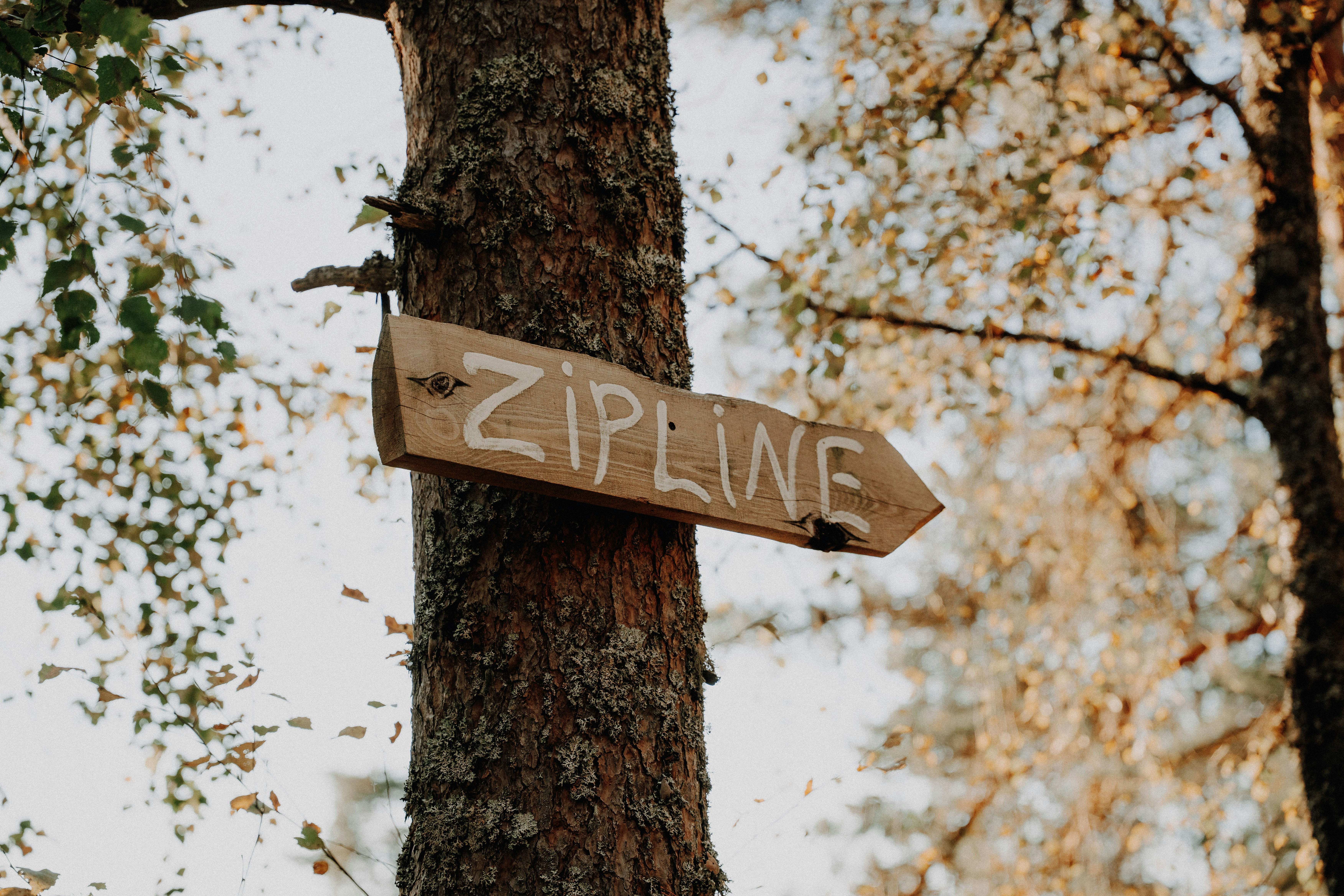 Un cartel de madera que dice ZIPLINE está sujeto a un árbol cubierto de musgo en un bosque