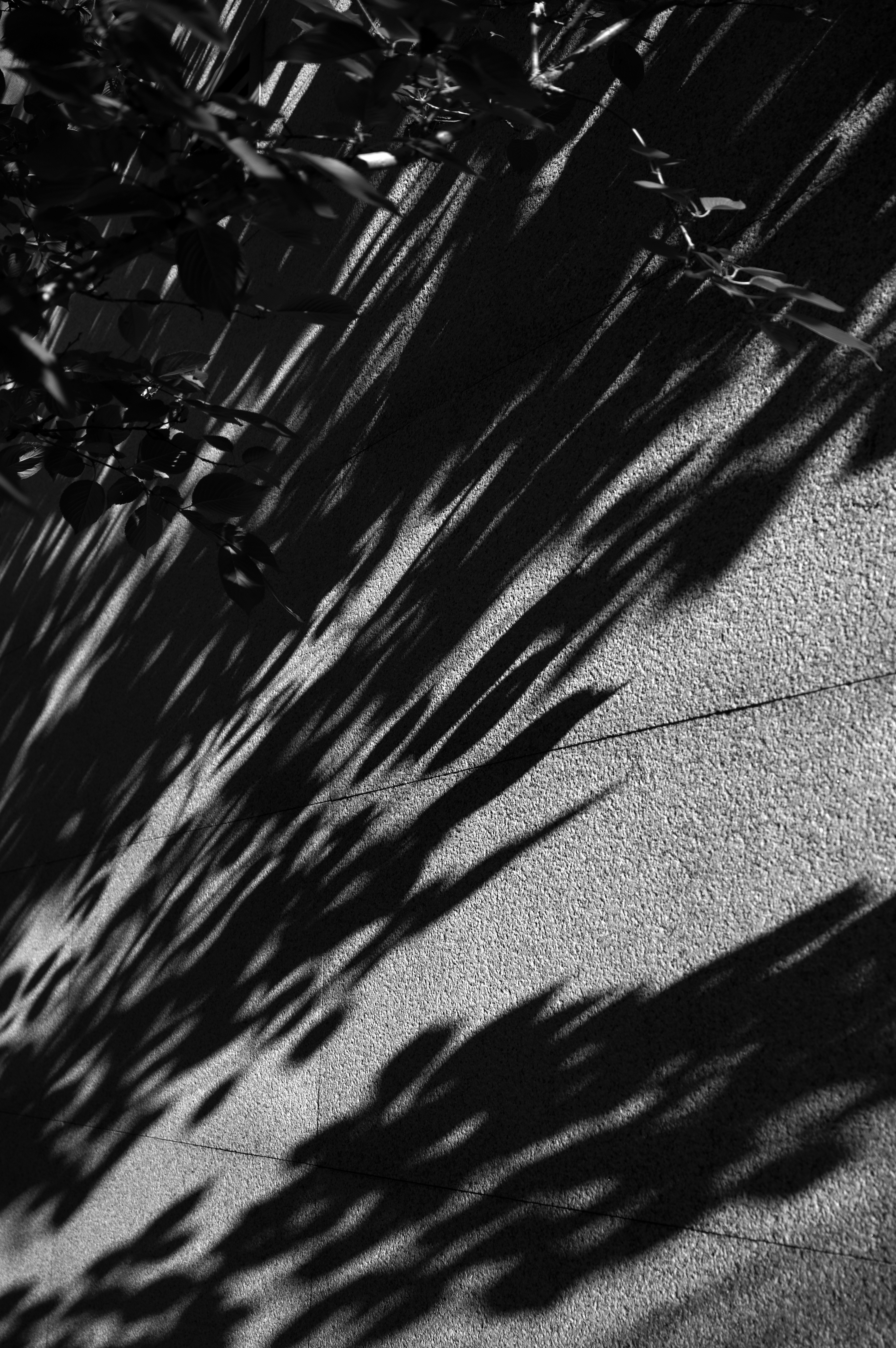 Leaf shadows cast on a textured concrete wall in black and white