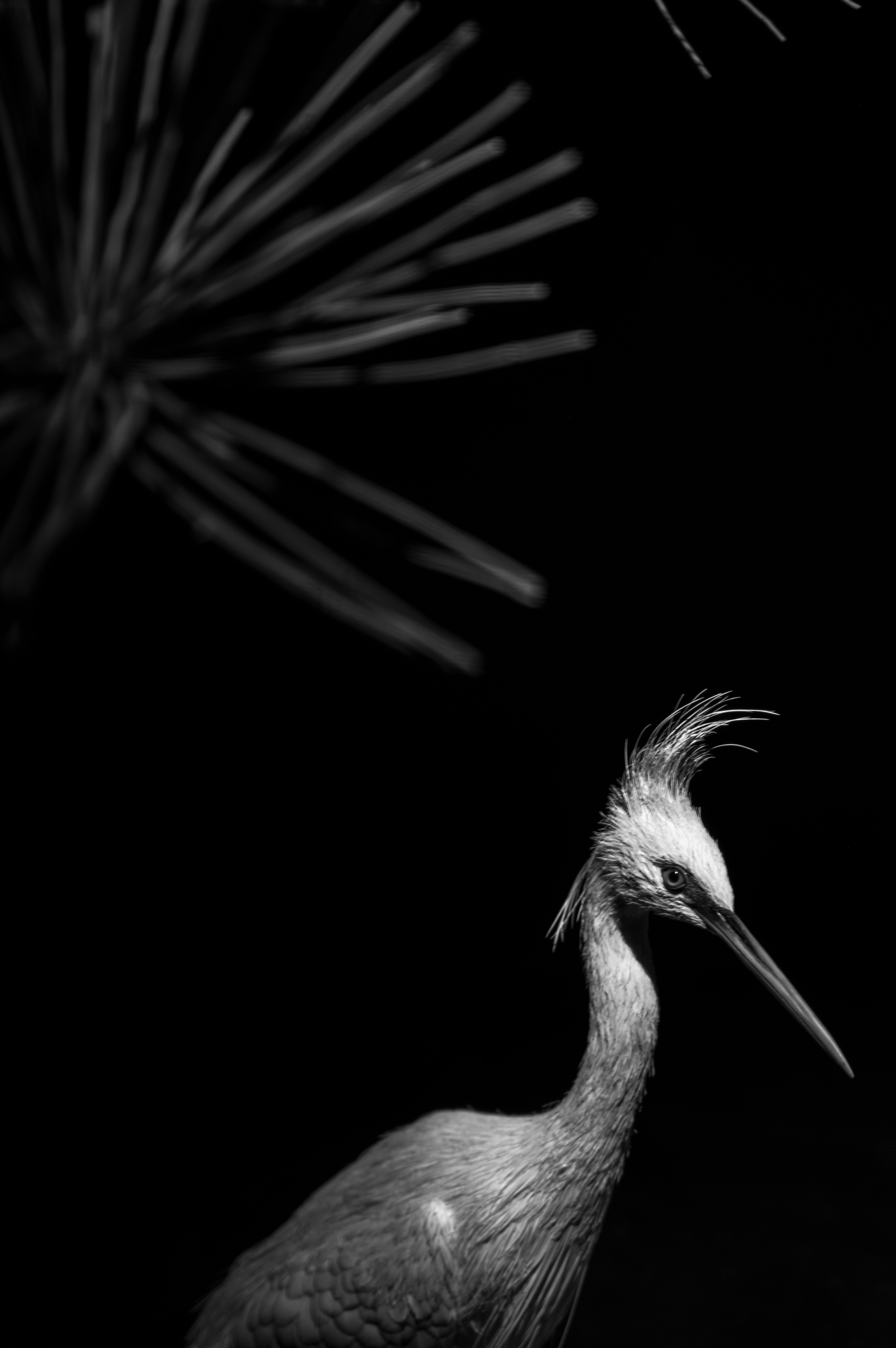 A black and white portrait of a heron with a crested head