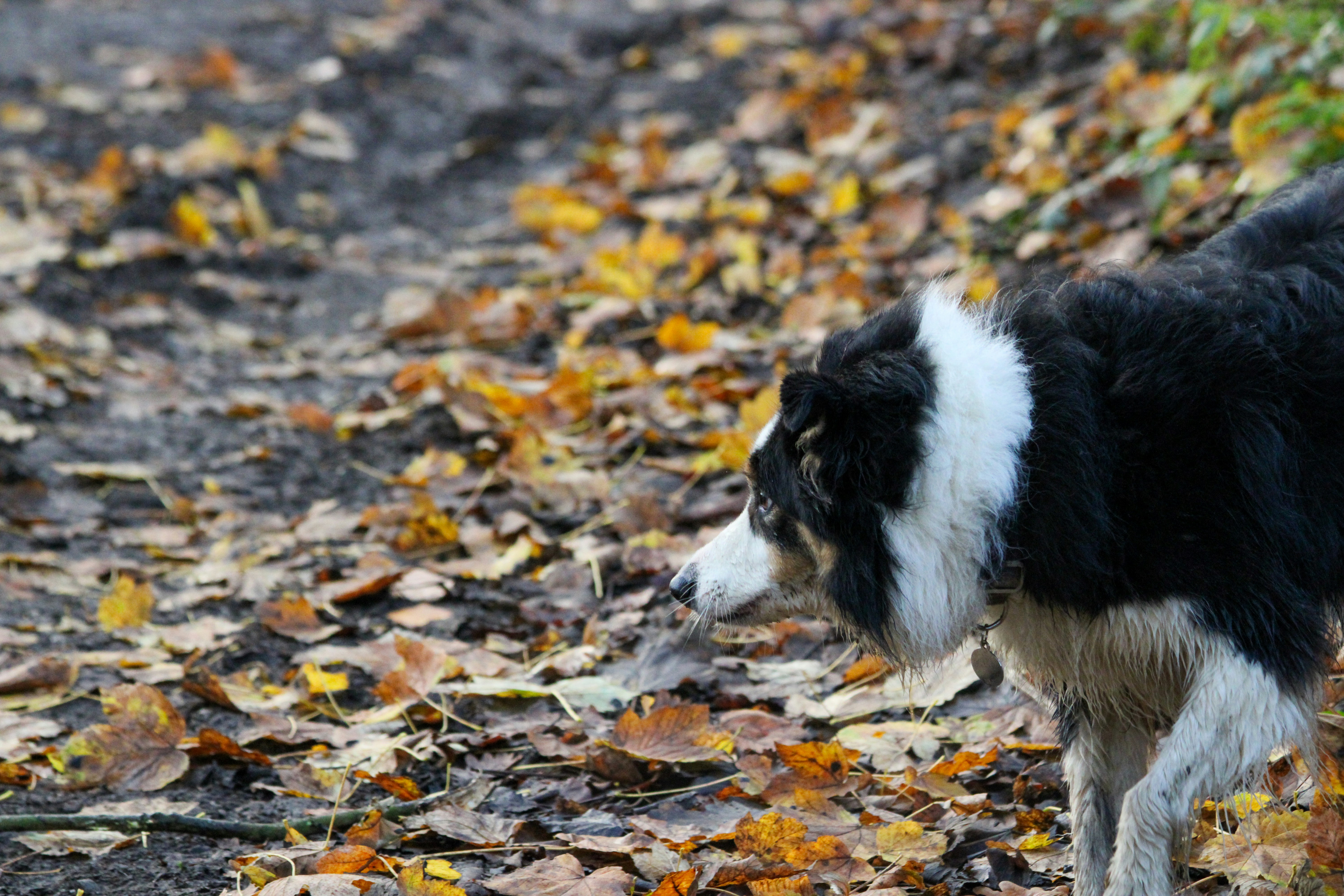 L'Essentiel Canin — Près de Semur-en-Auxois