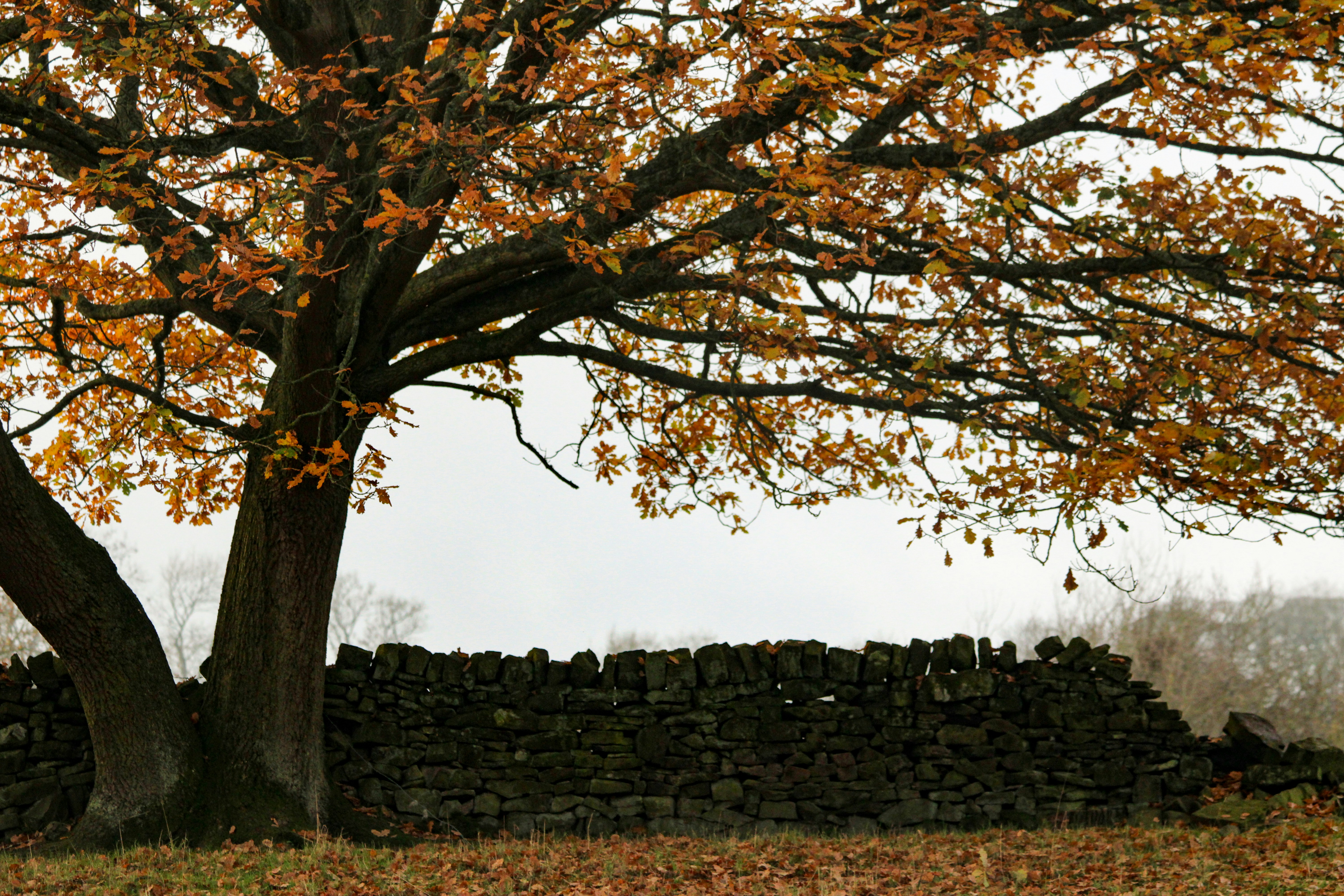 An oak tree with orange autumn leaves beside a dry stone wall