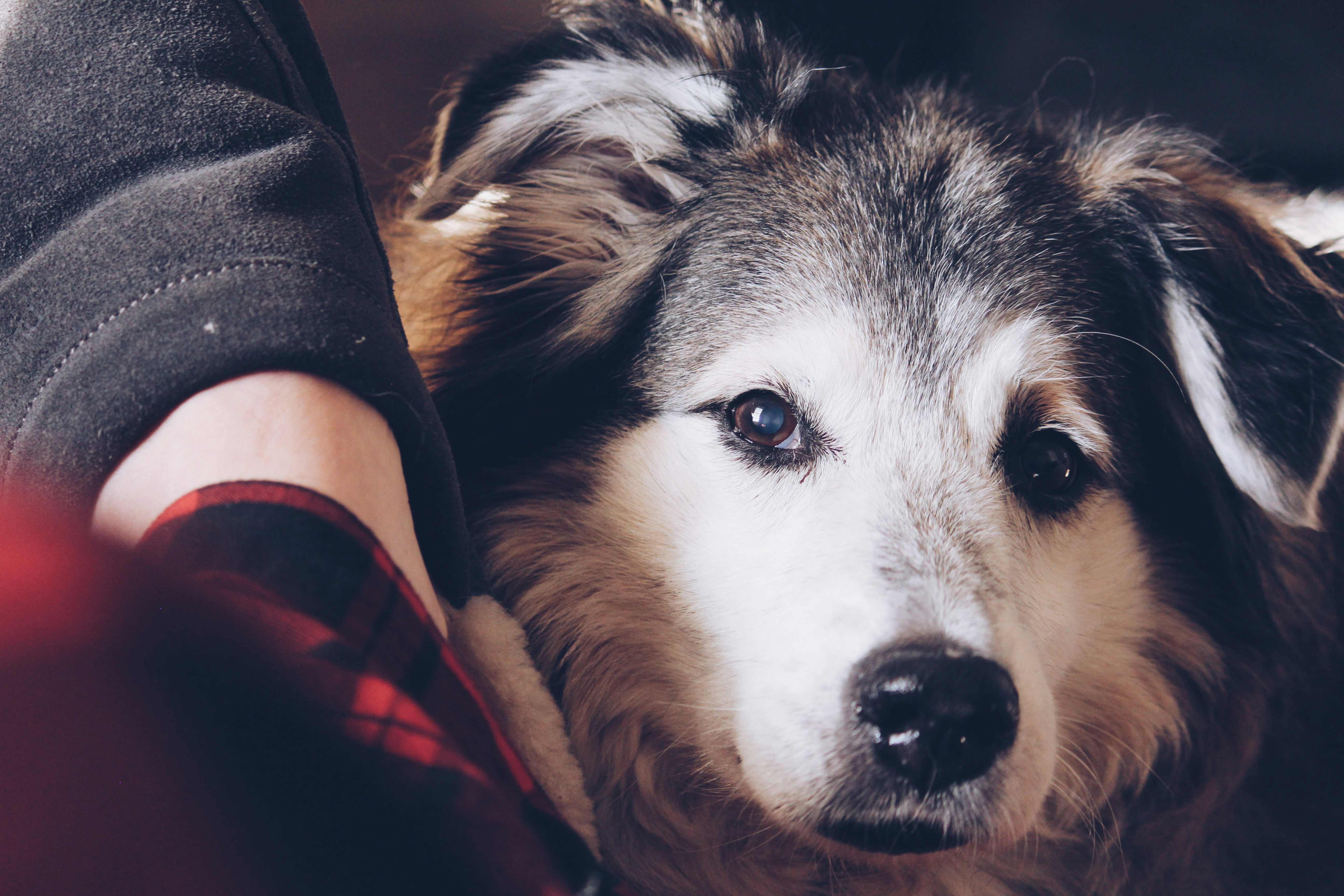 A fluffy dog resting its head against a person in a plaid shirt.