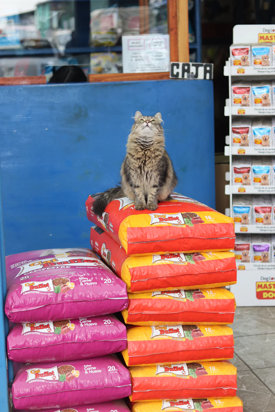 Gato atigrado sentado sobre bolsas de alimento balanceado