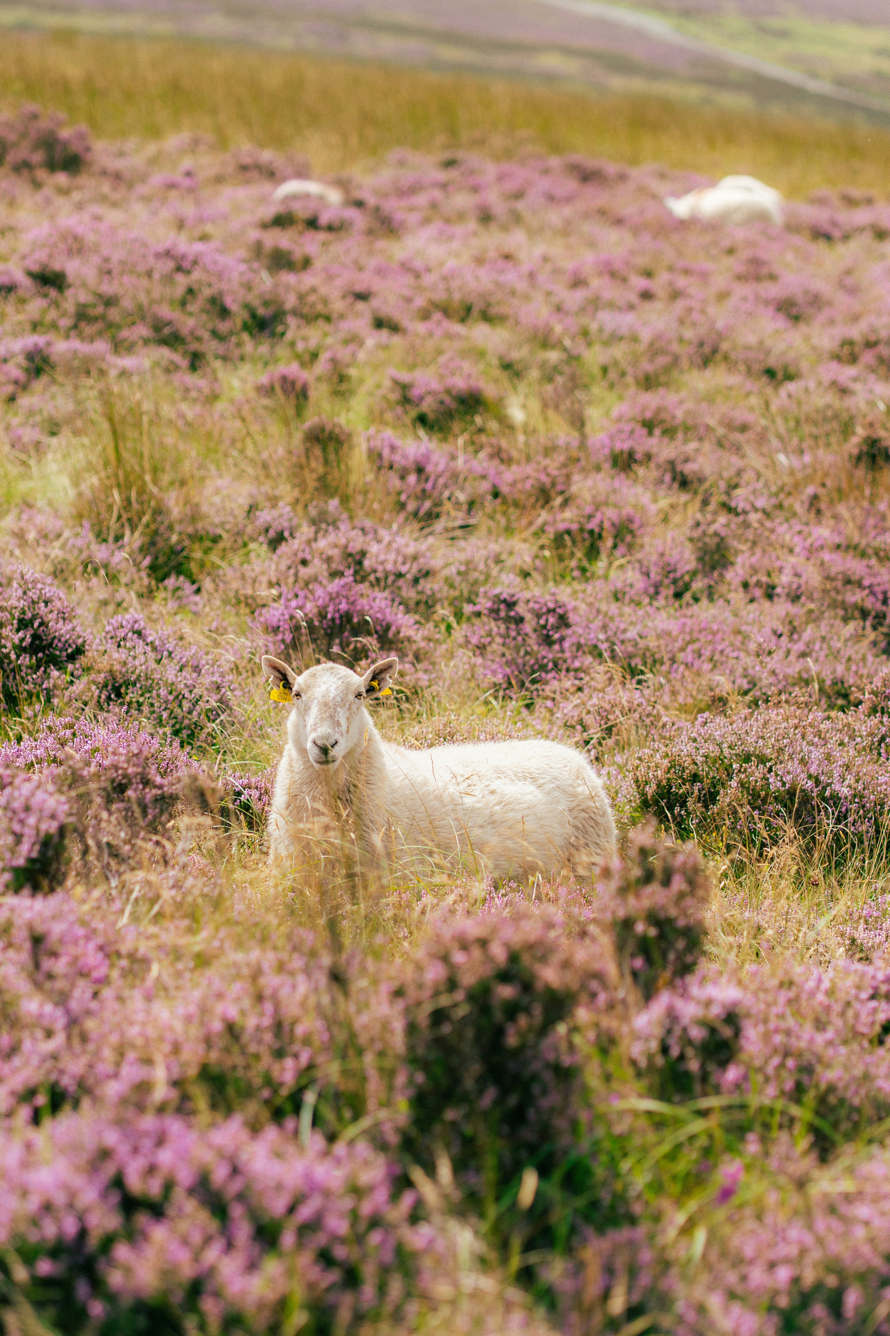 A white sheep with yellow ear tags in a field of purple heather