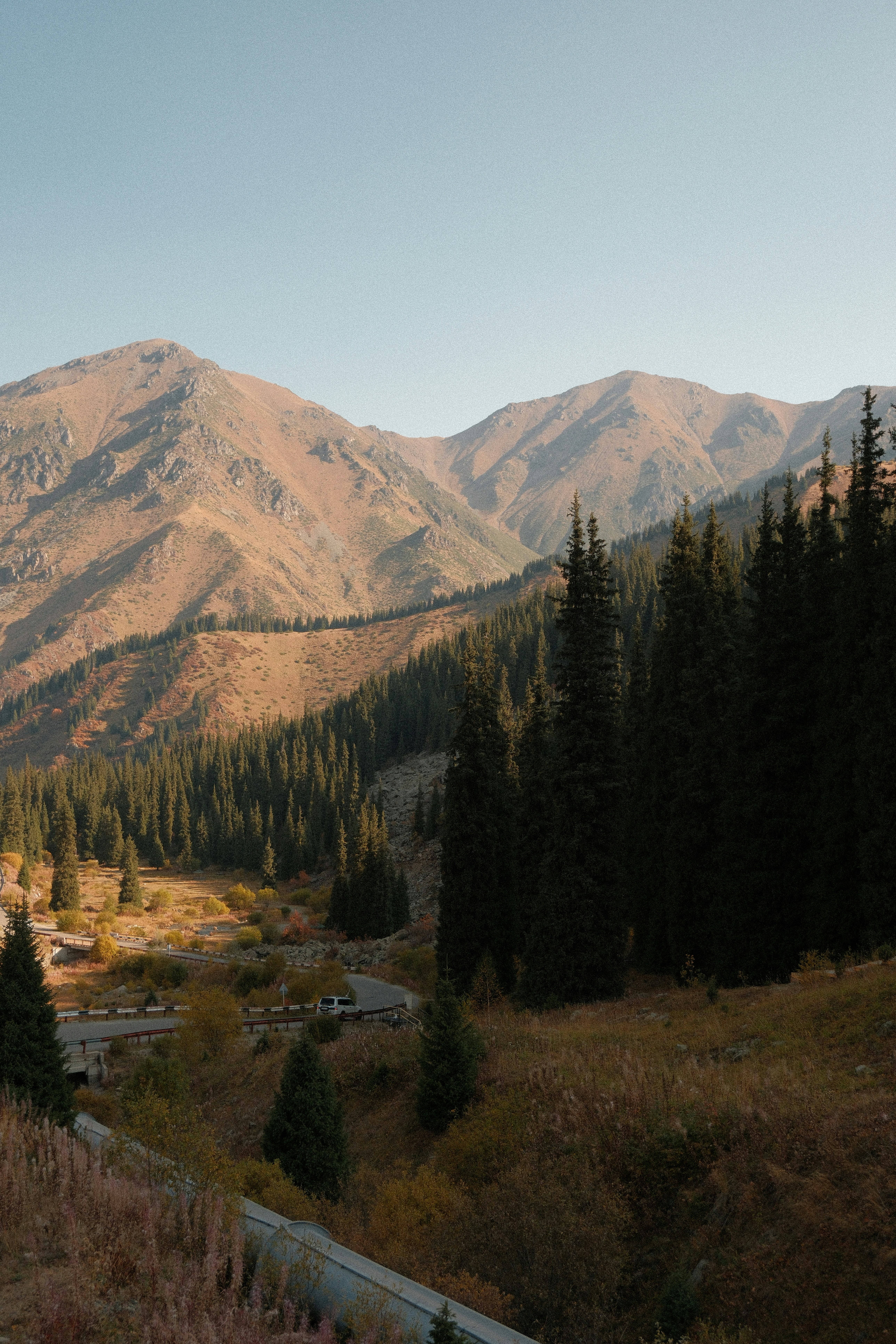 A winding road through a valley with tall pine trees and mountain peaks