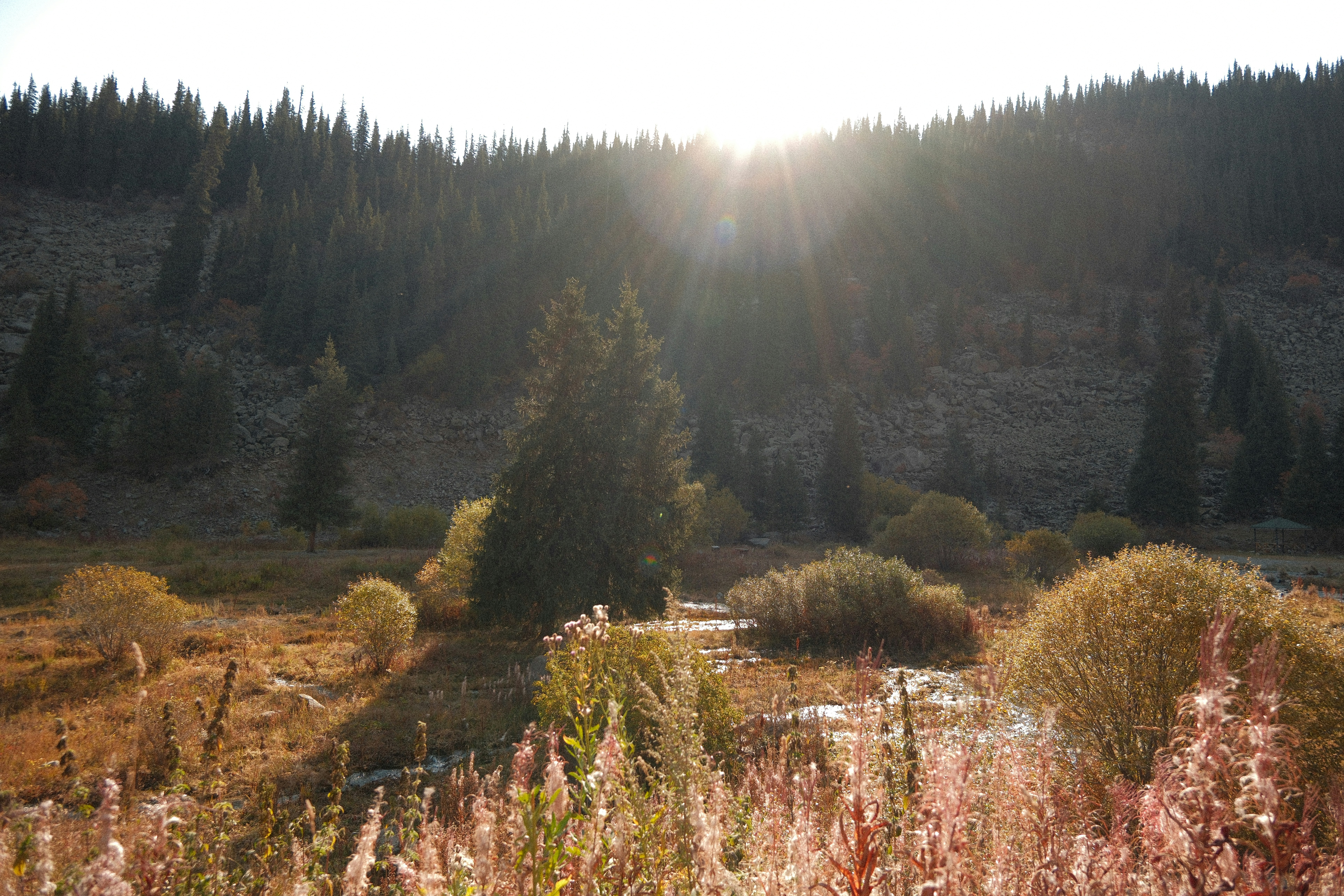 Low sun shining over a coniferous forest and a meadow with tall grasses