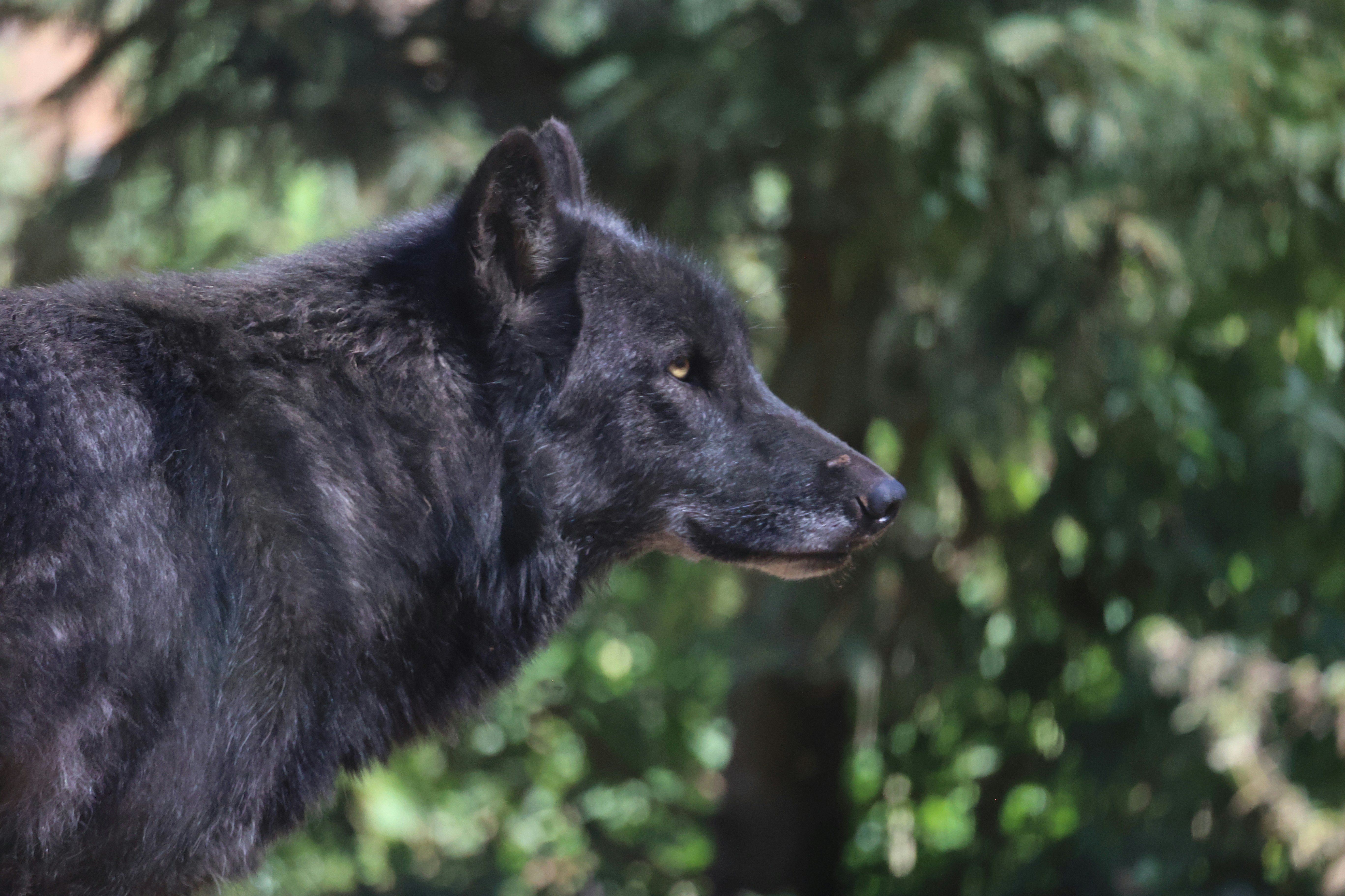 A black wolf in profile against a blurred green forest background