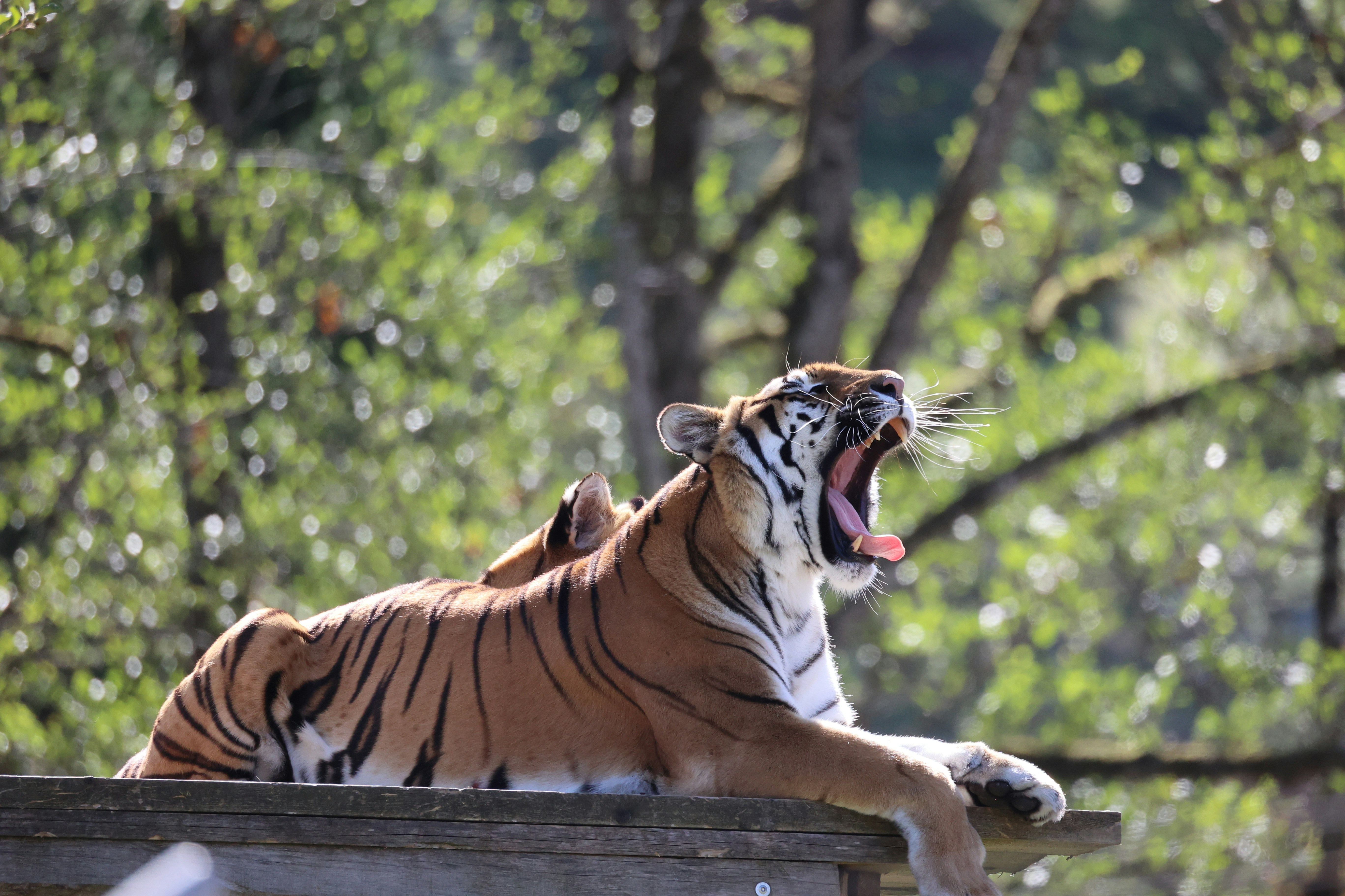 A tiger yawning on a wooden platform in front of green trees